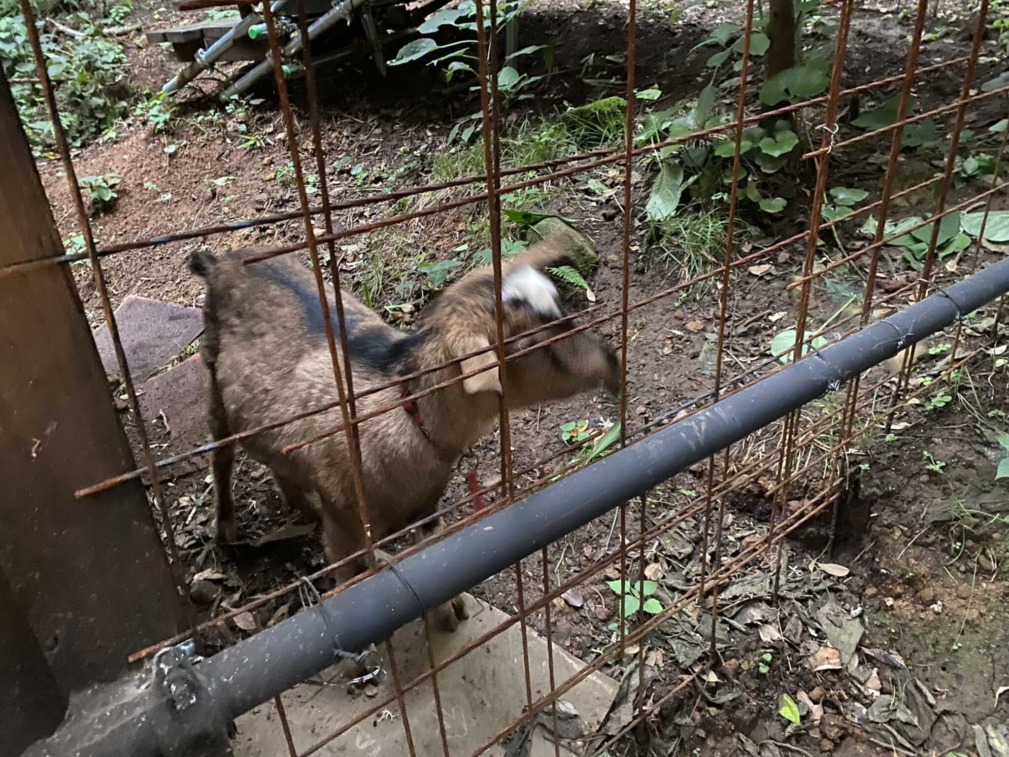 ヤギ