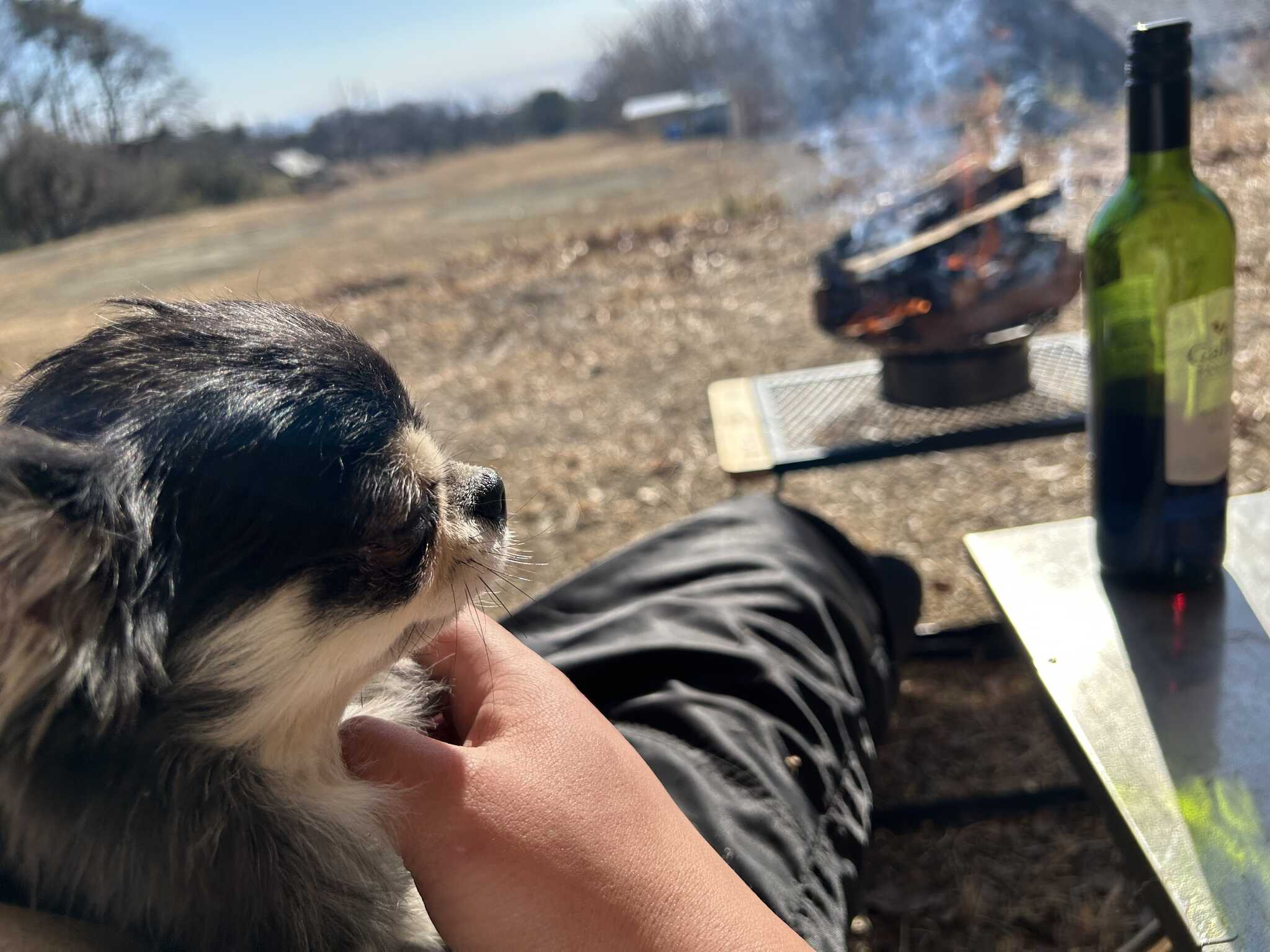 日向ぼっこ犬