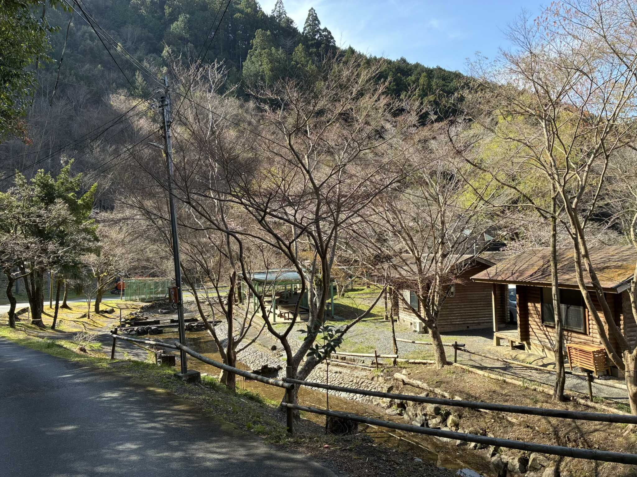 桜はまだでした