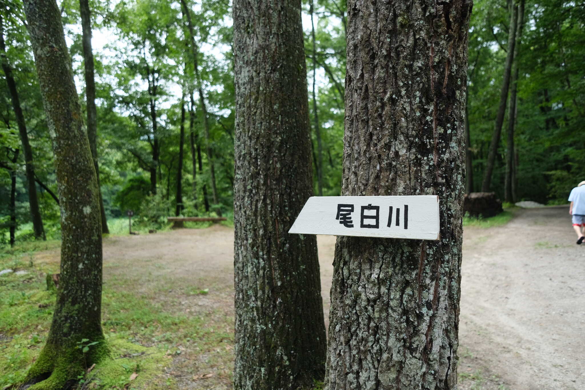 B1,B2サイト間の尾白川へ