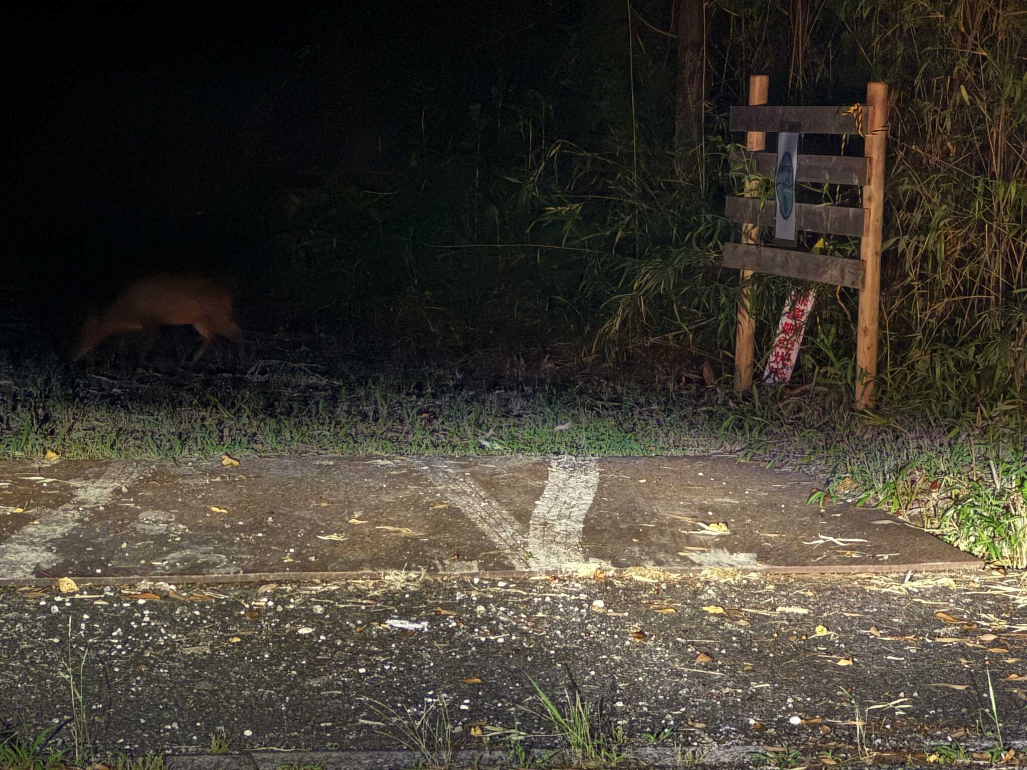 キョン