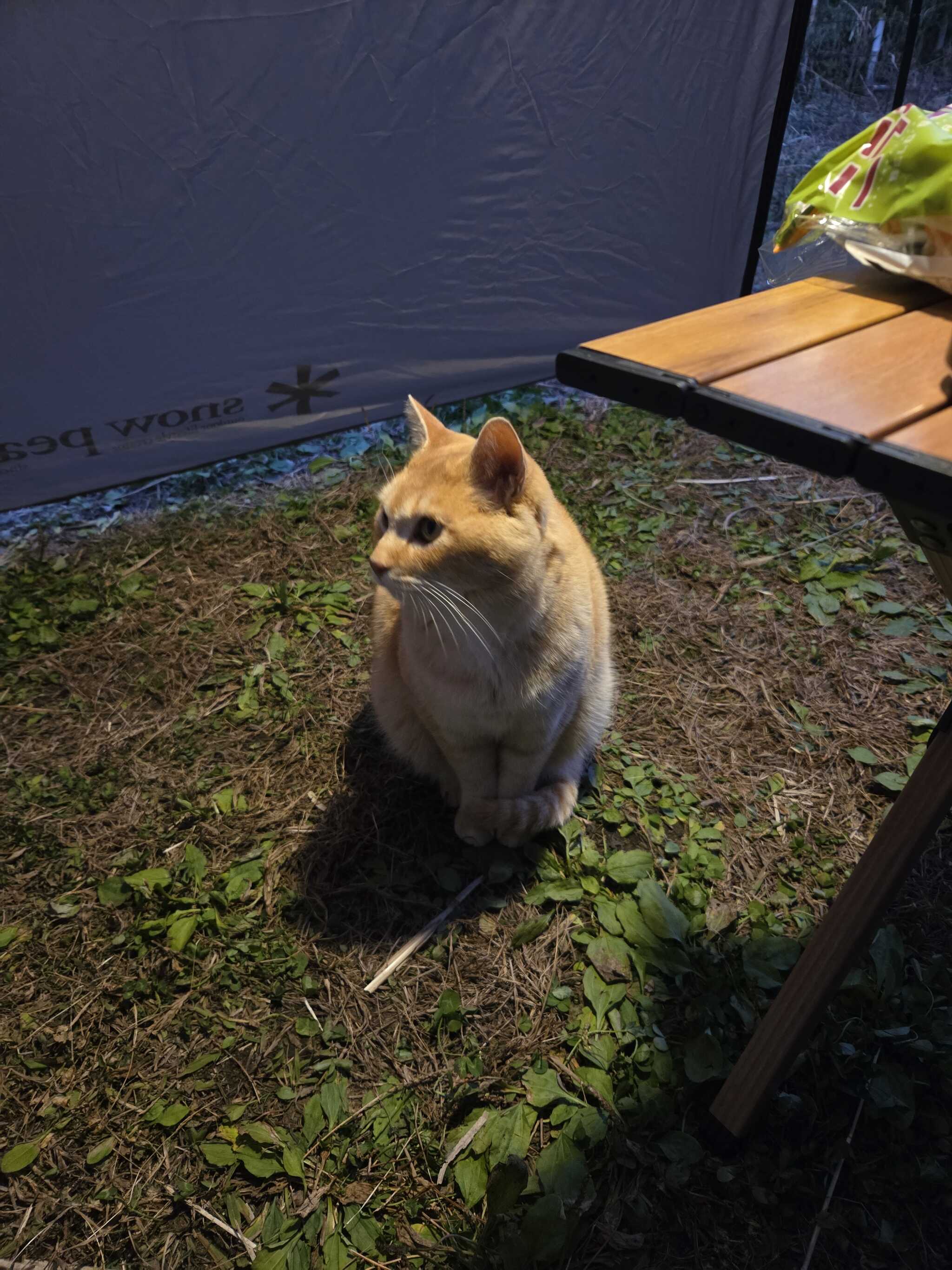 キャンプ場にいる猫