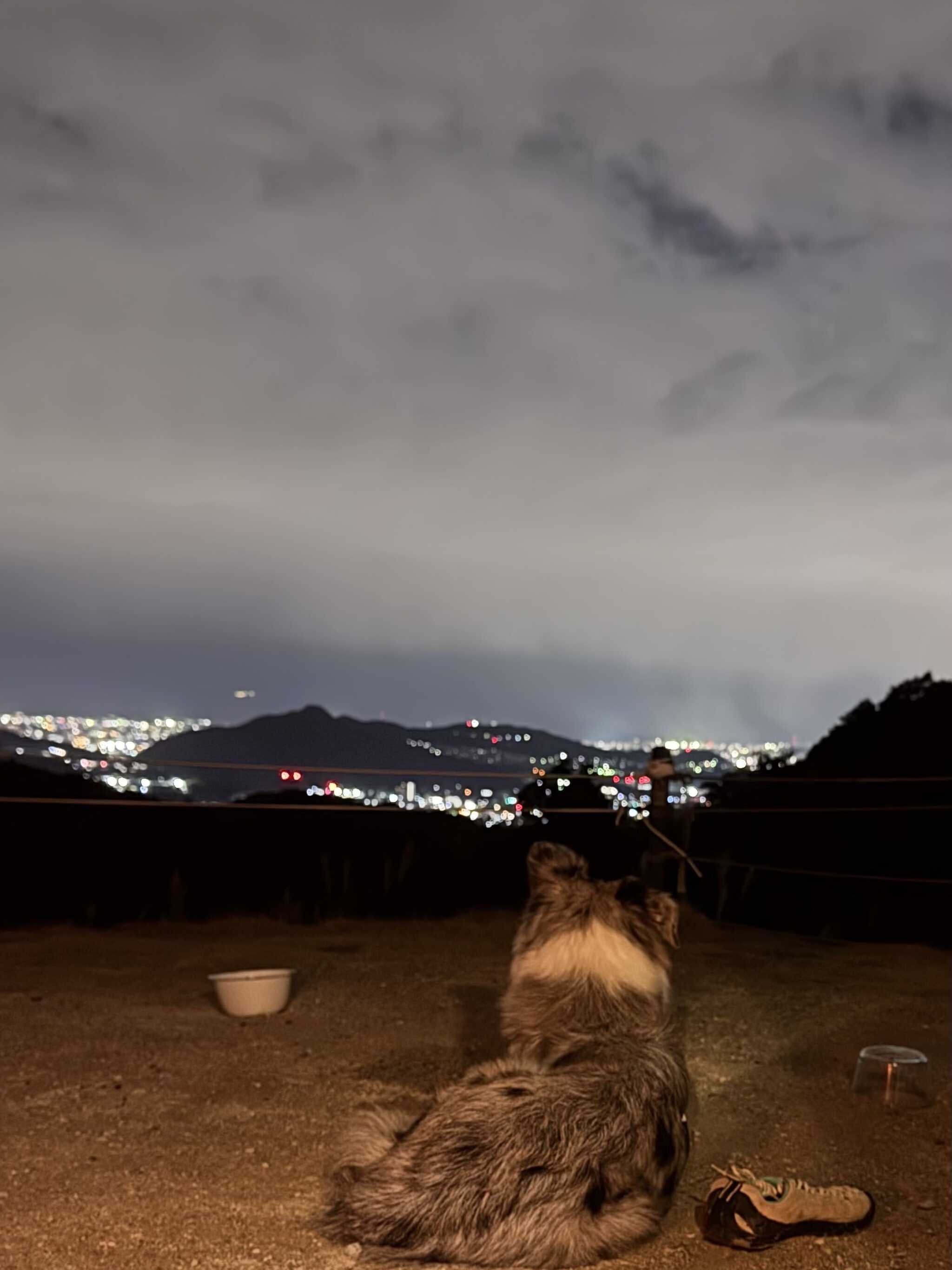 夜景が見えるFサイト