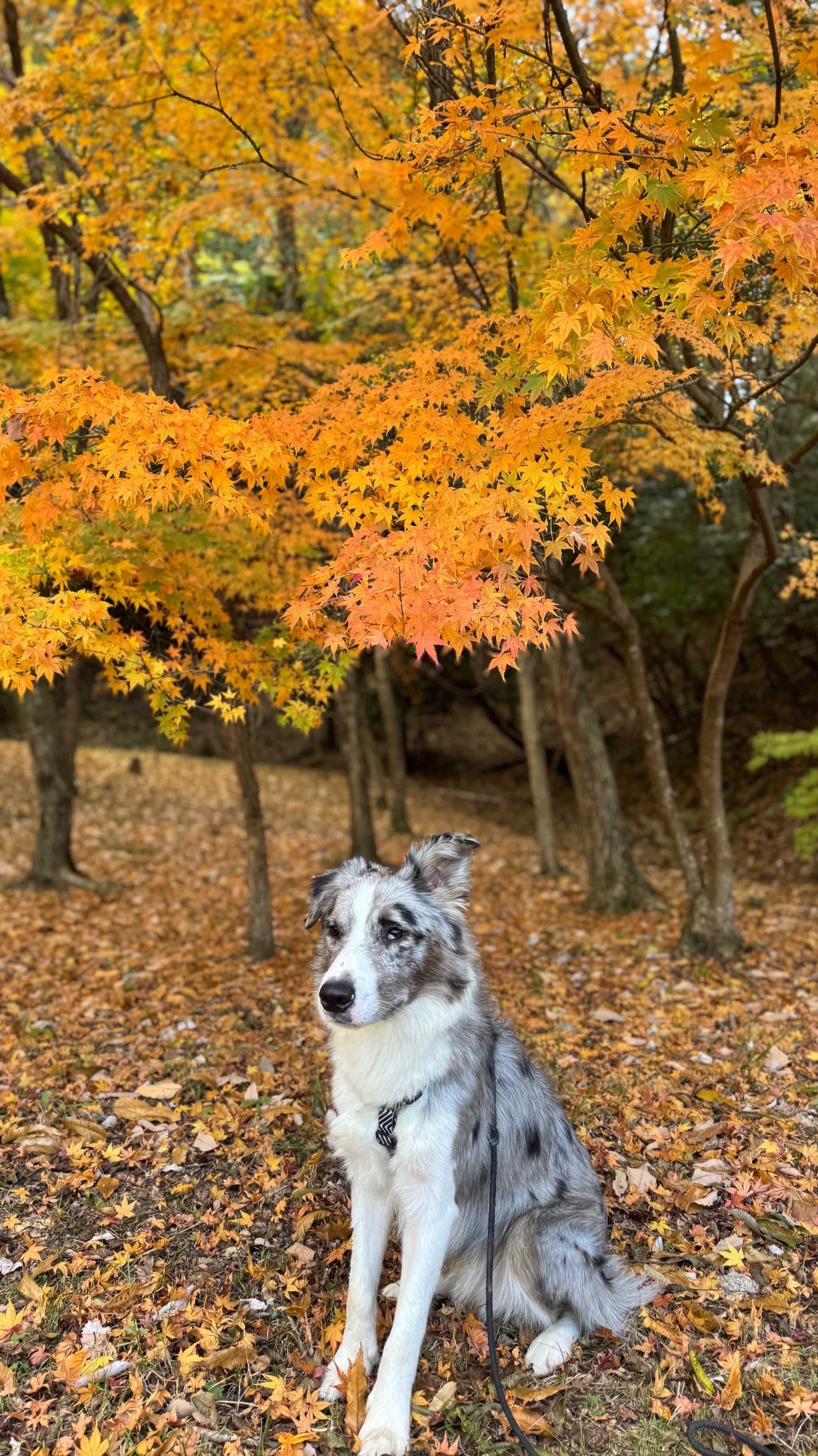 途中の森