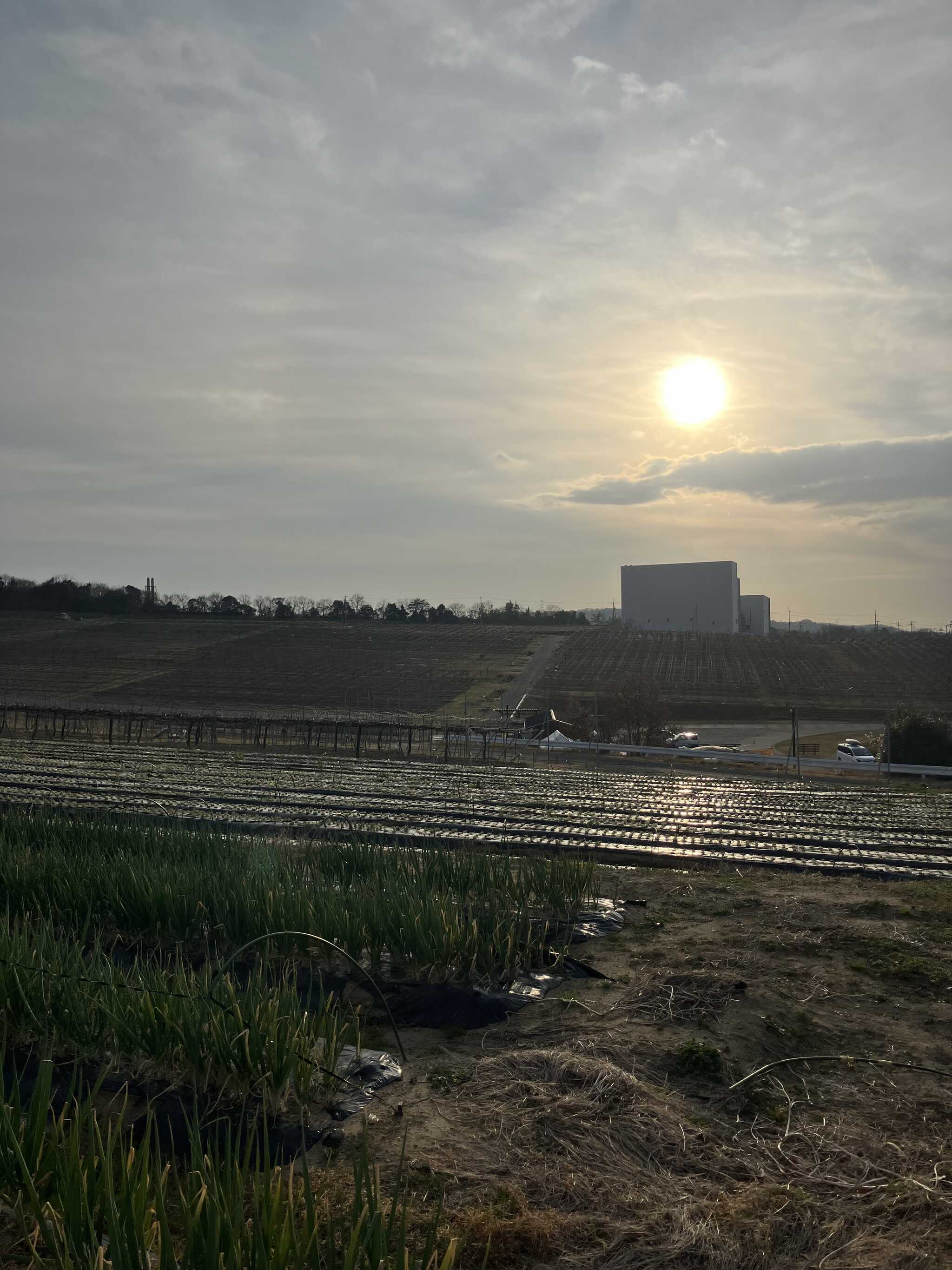 冬の太陽