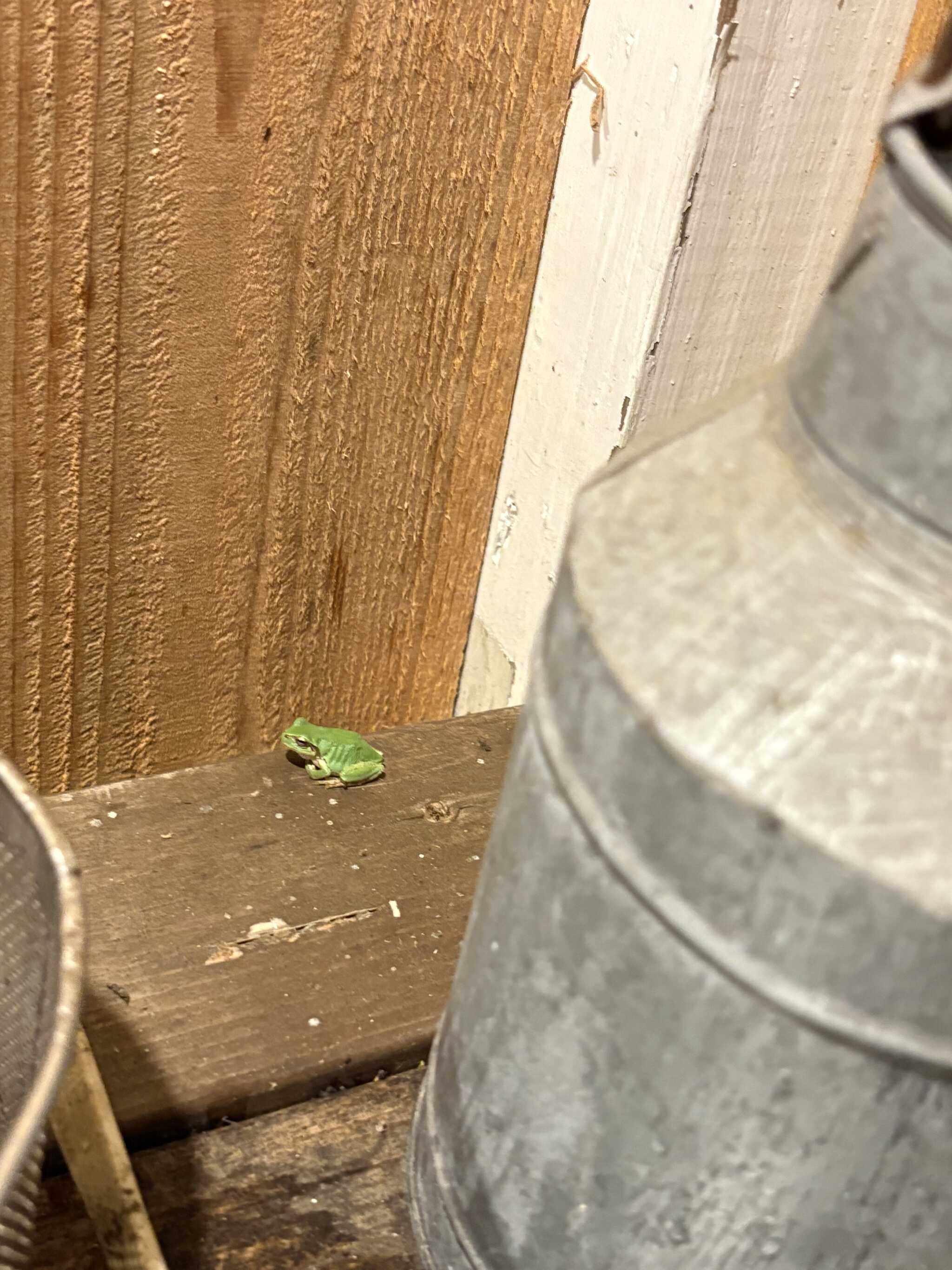 かえる