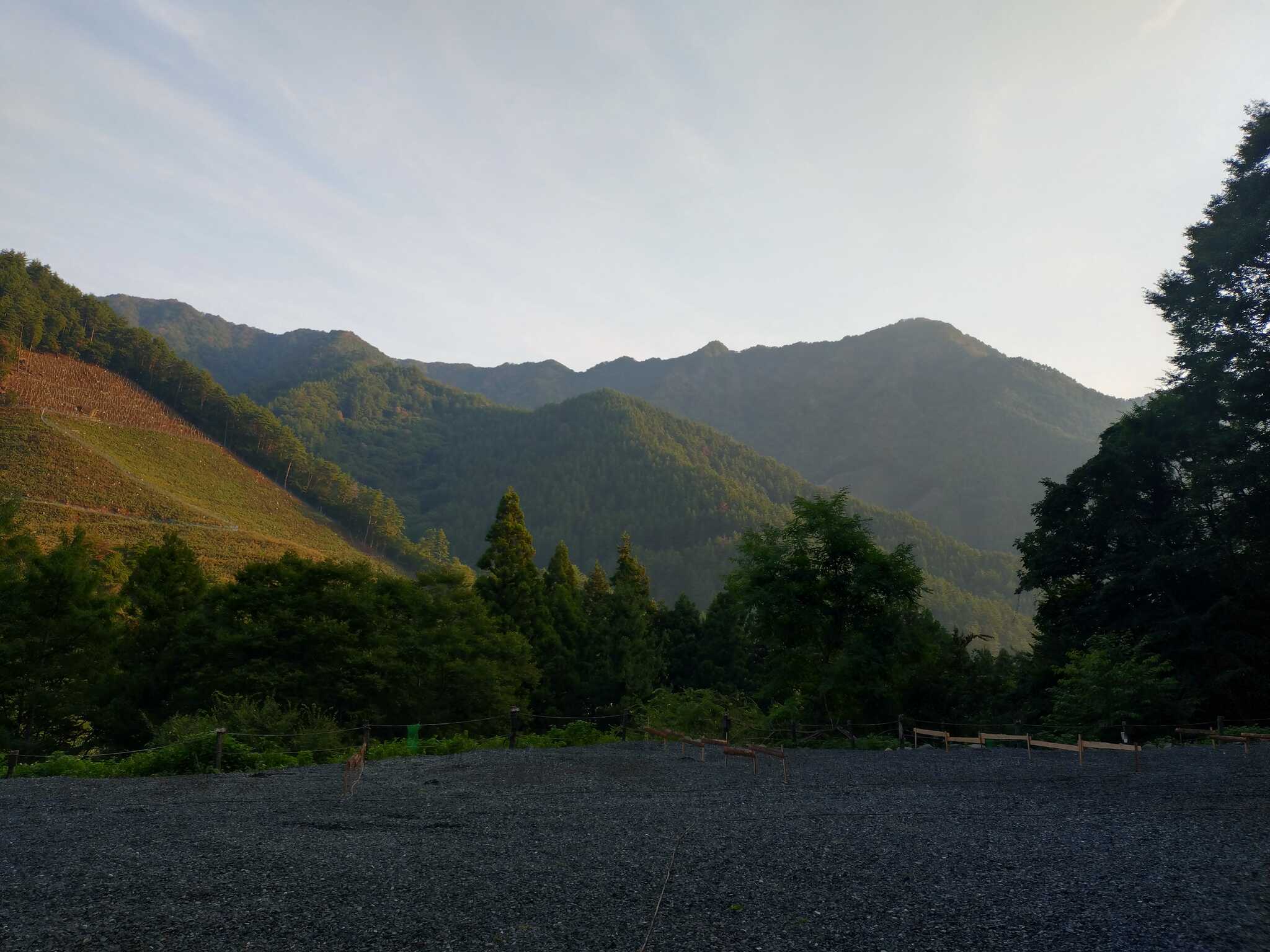 朝