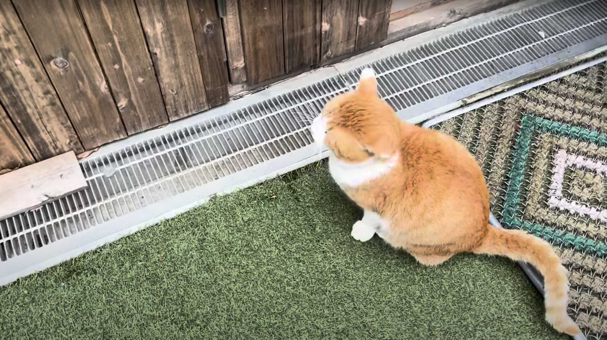 お出迎え猫さん