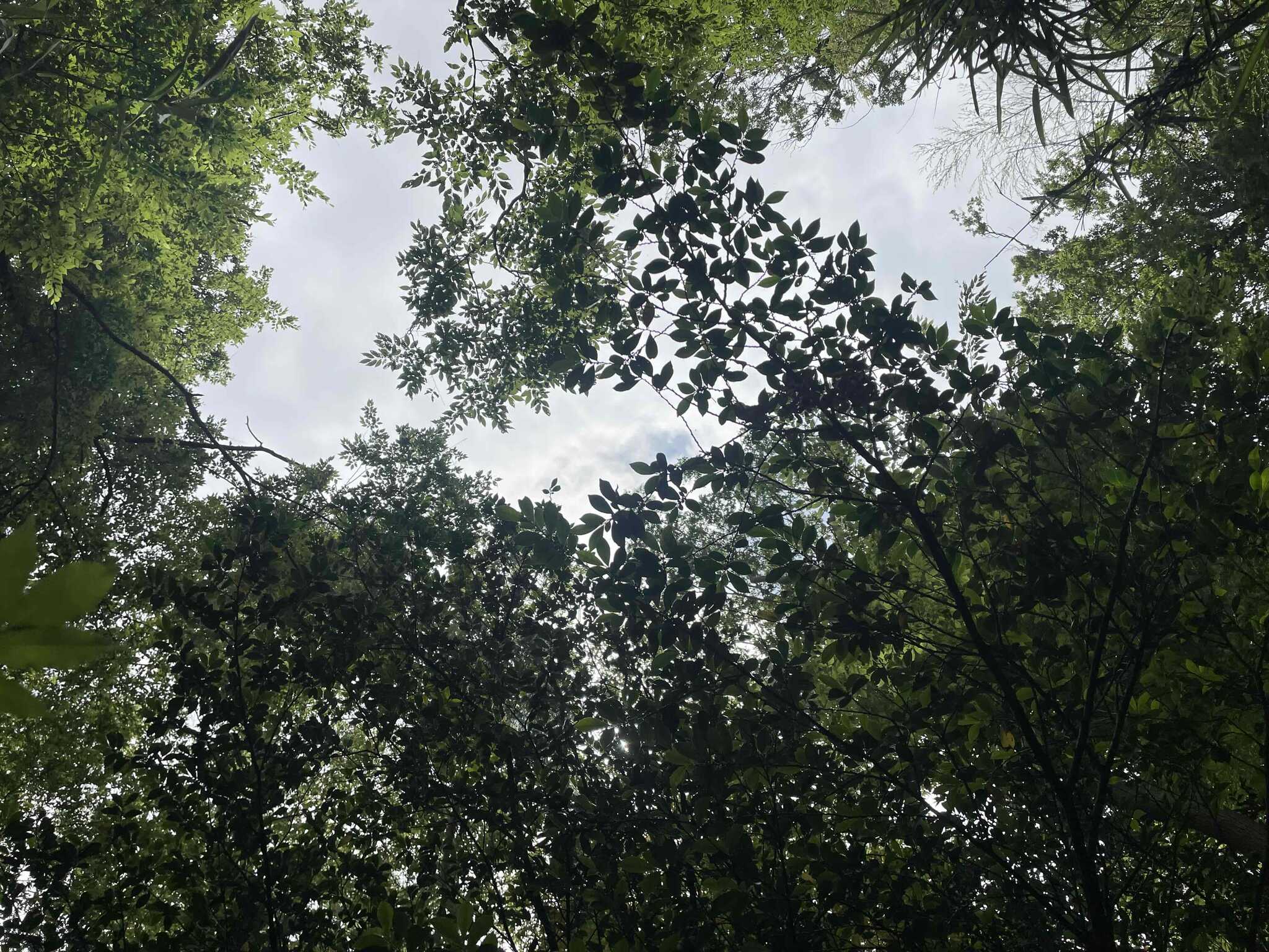 空を見上げてみるとこんな感じ
