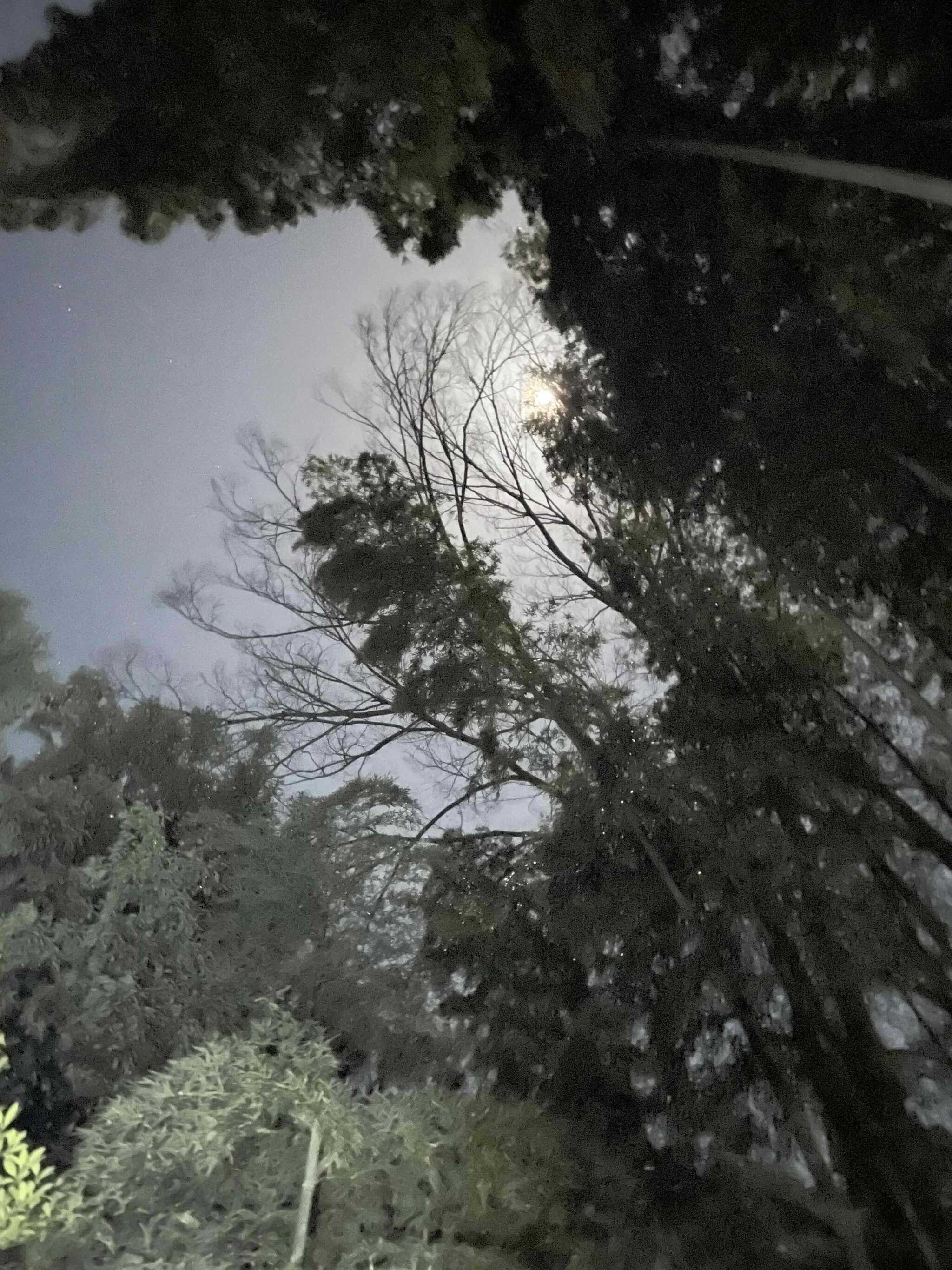 夜の竹林