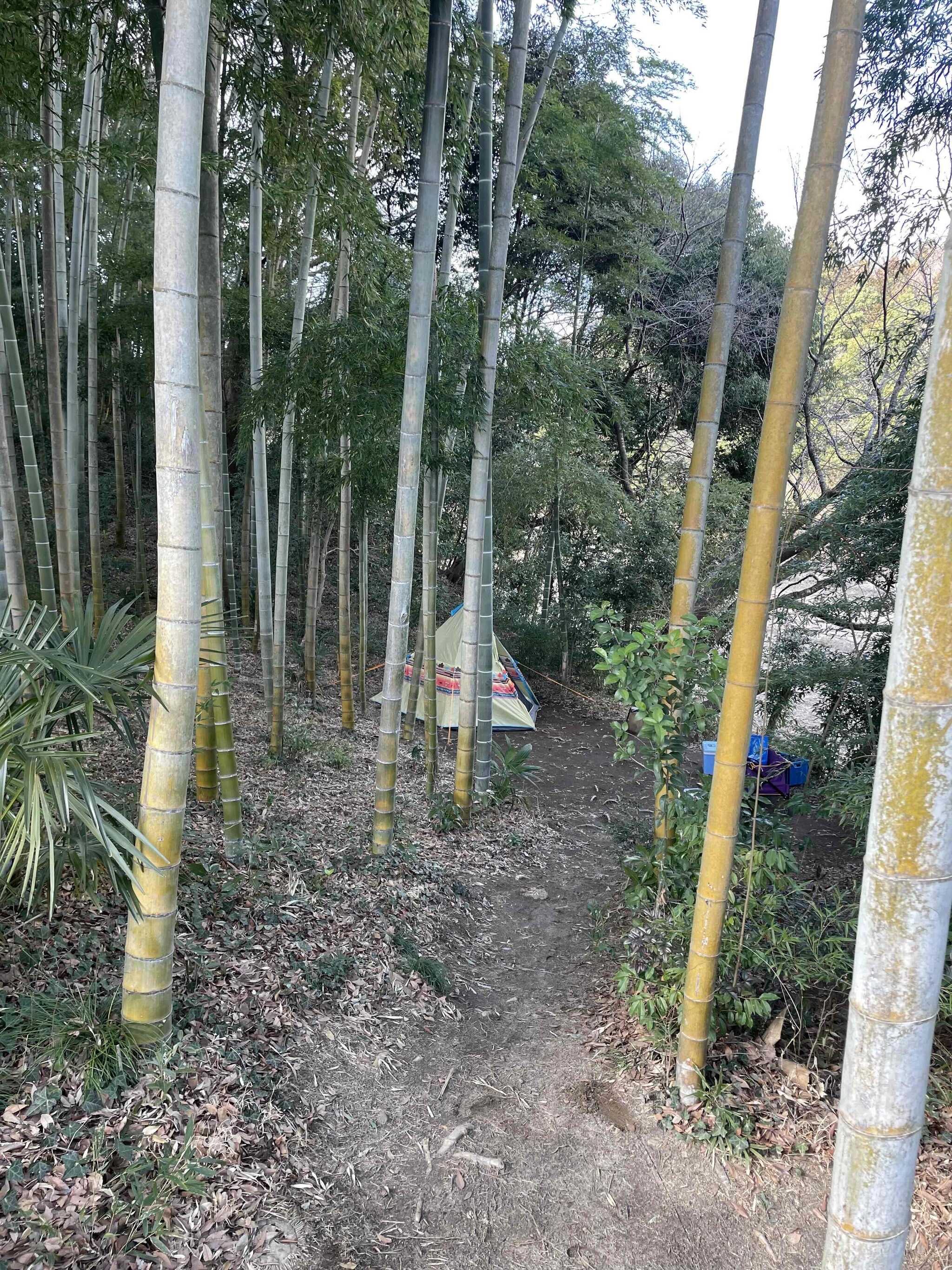 竹林サイト