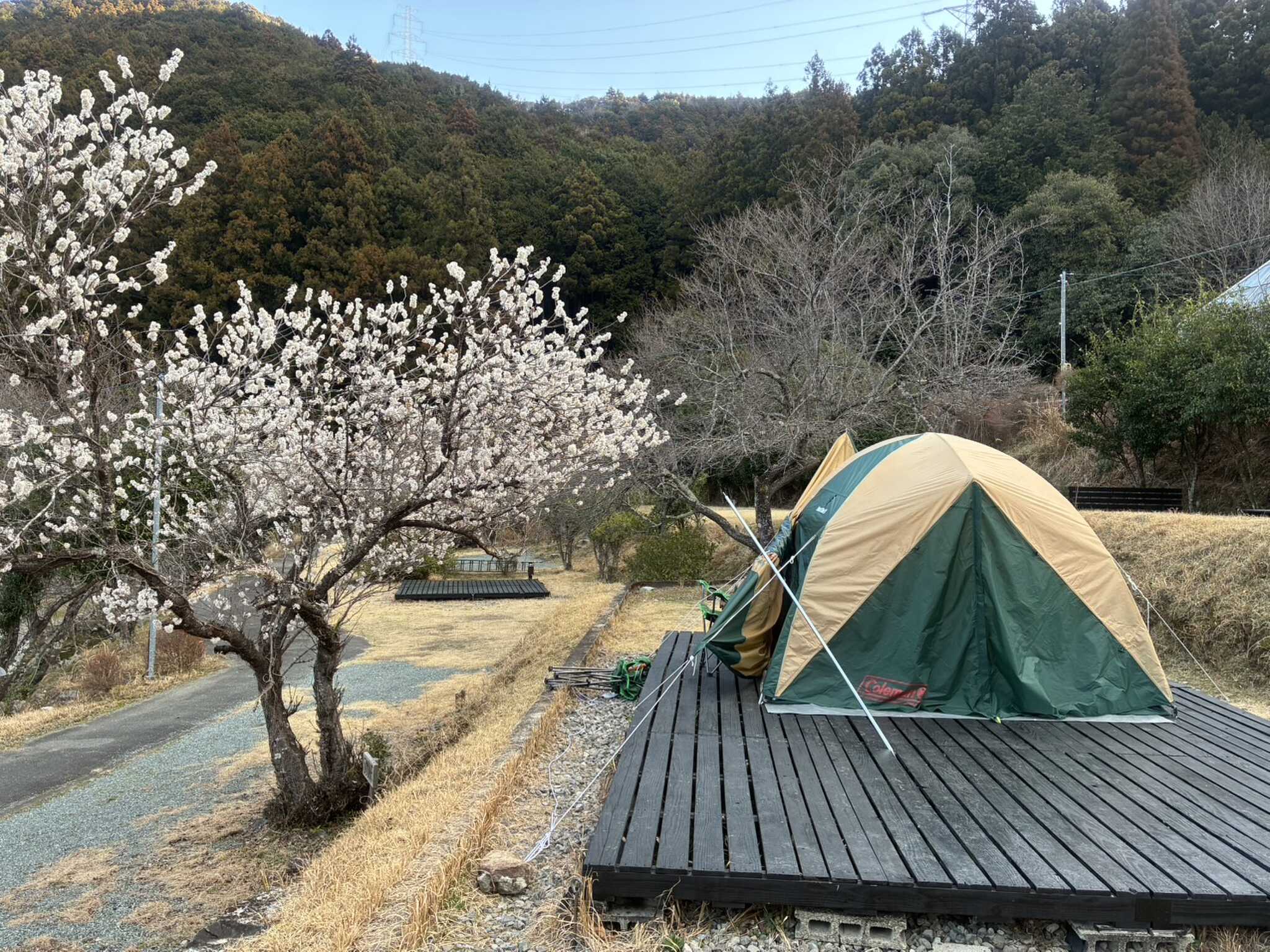 K2サイトの梅の花