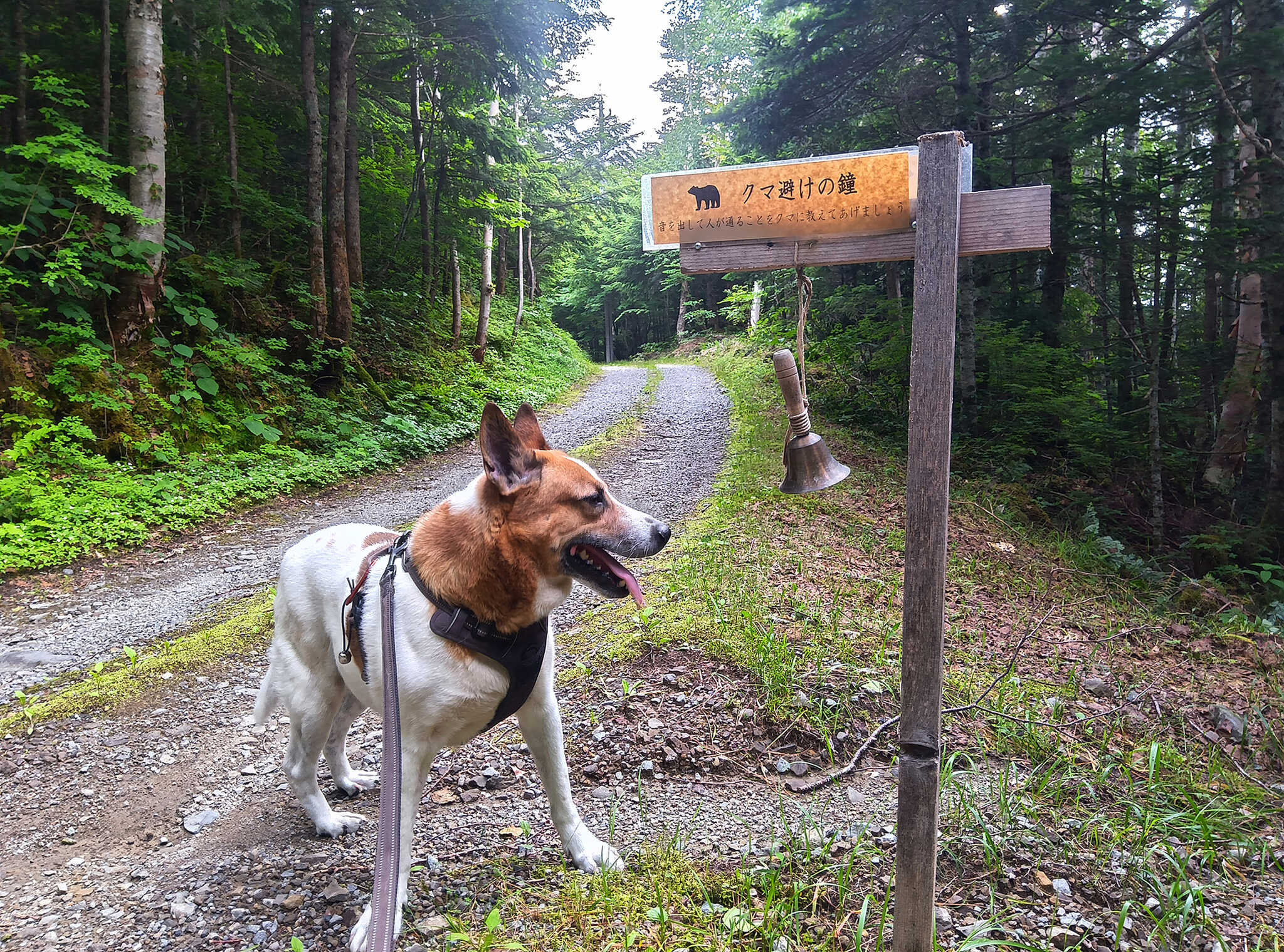 大自然の中なので、クマの目撃情報もあるようで、ところどころにクマ除けのベルが設置してありました。