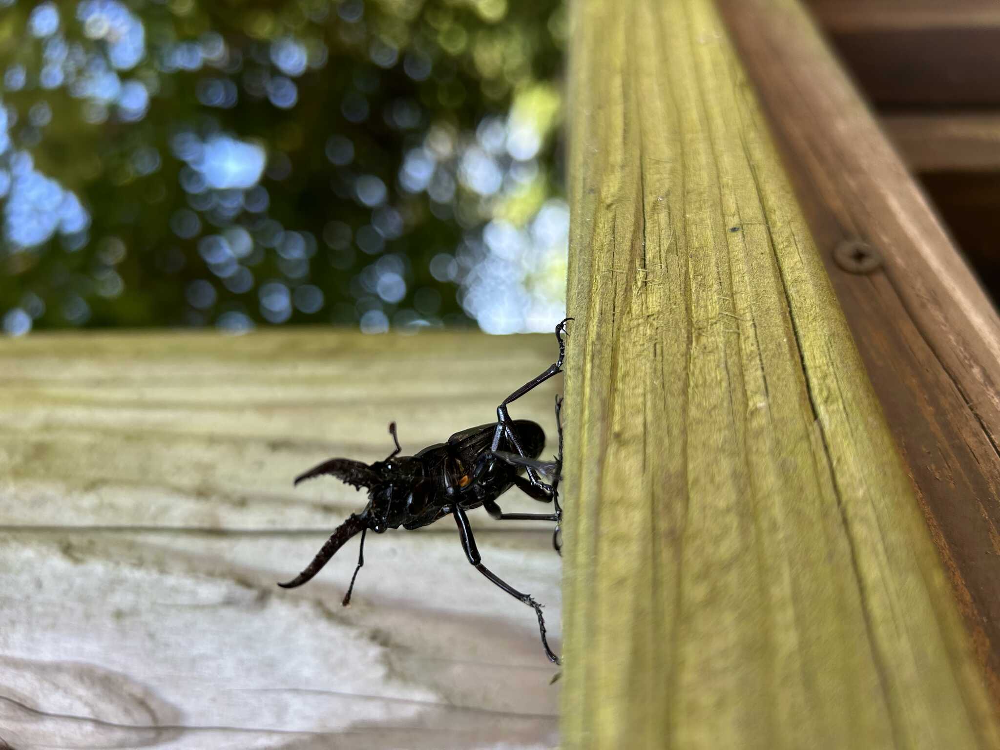 カッコ良すぎる虫たち