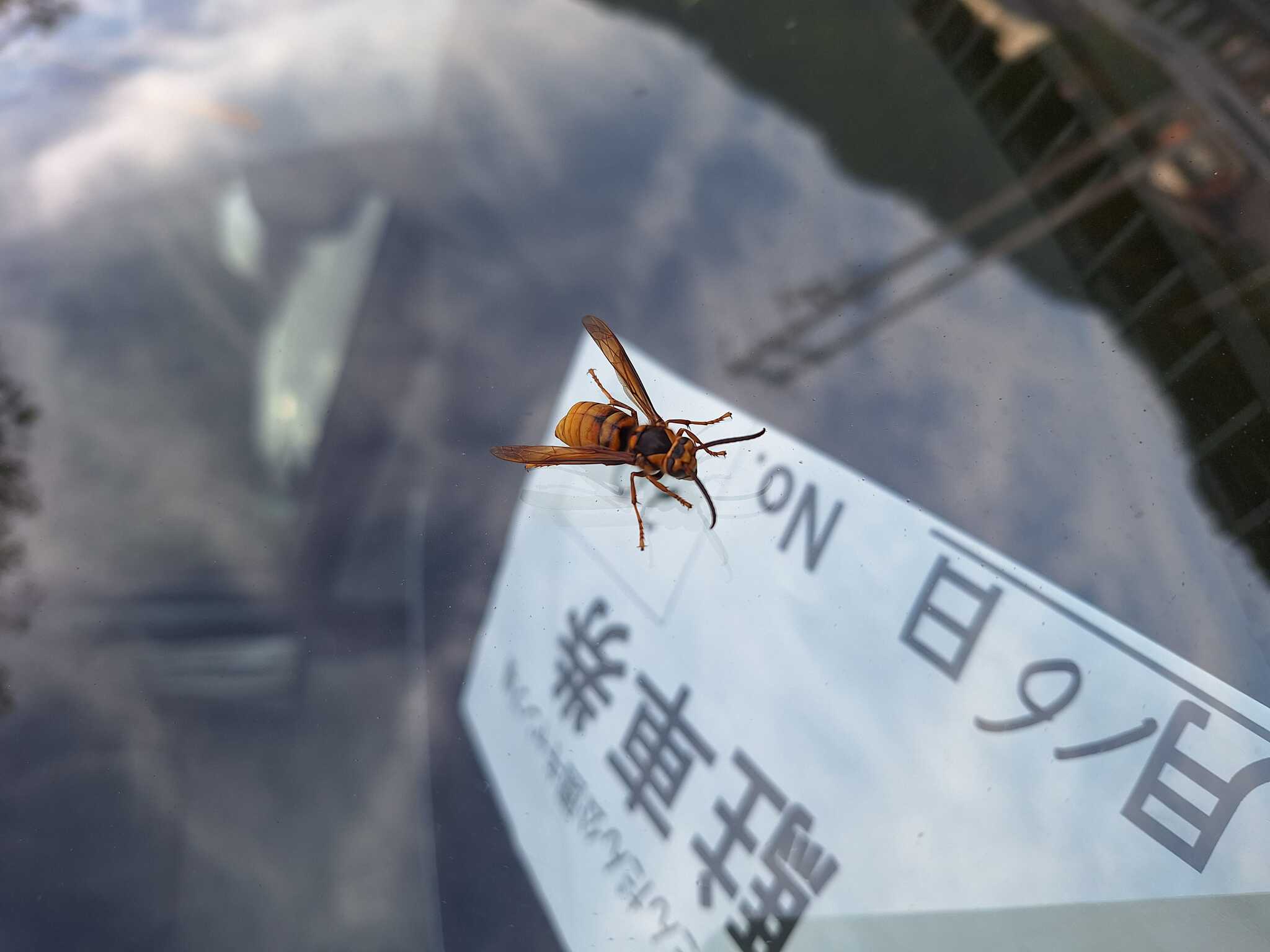 大きな鉢 フロントガラスで休憩中