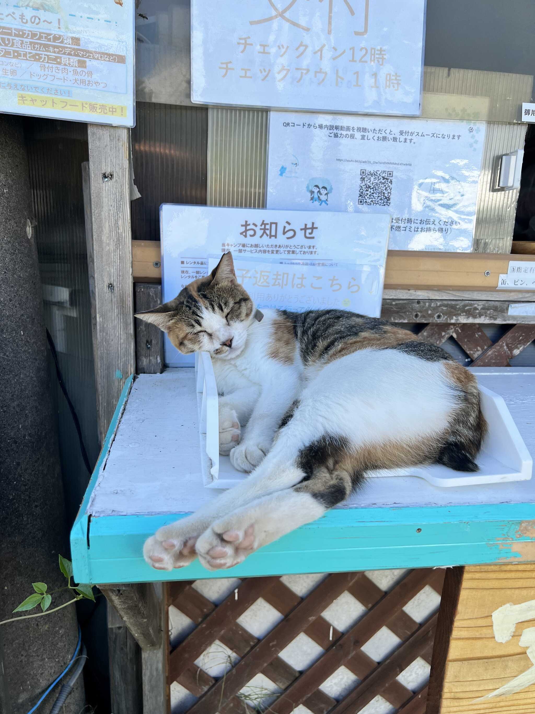 猫ちゃん