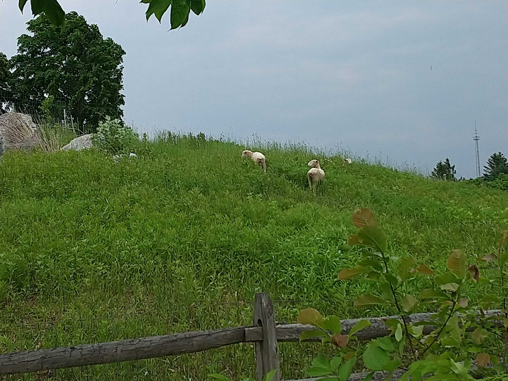 直ぐ横の丘に羊の放牧