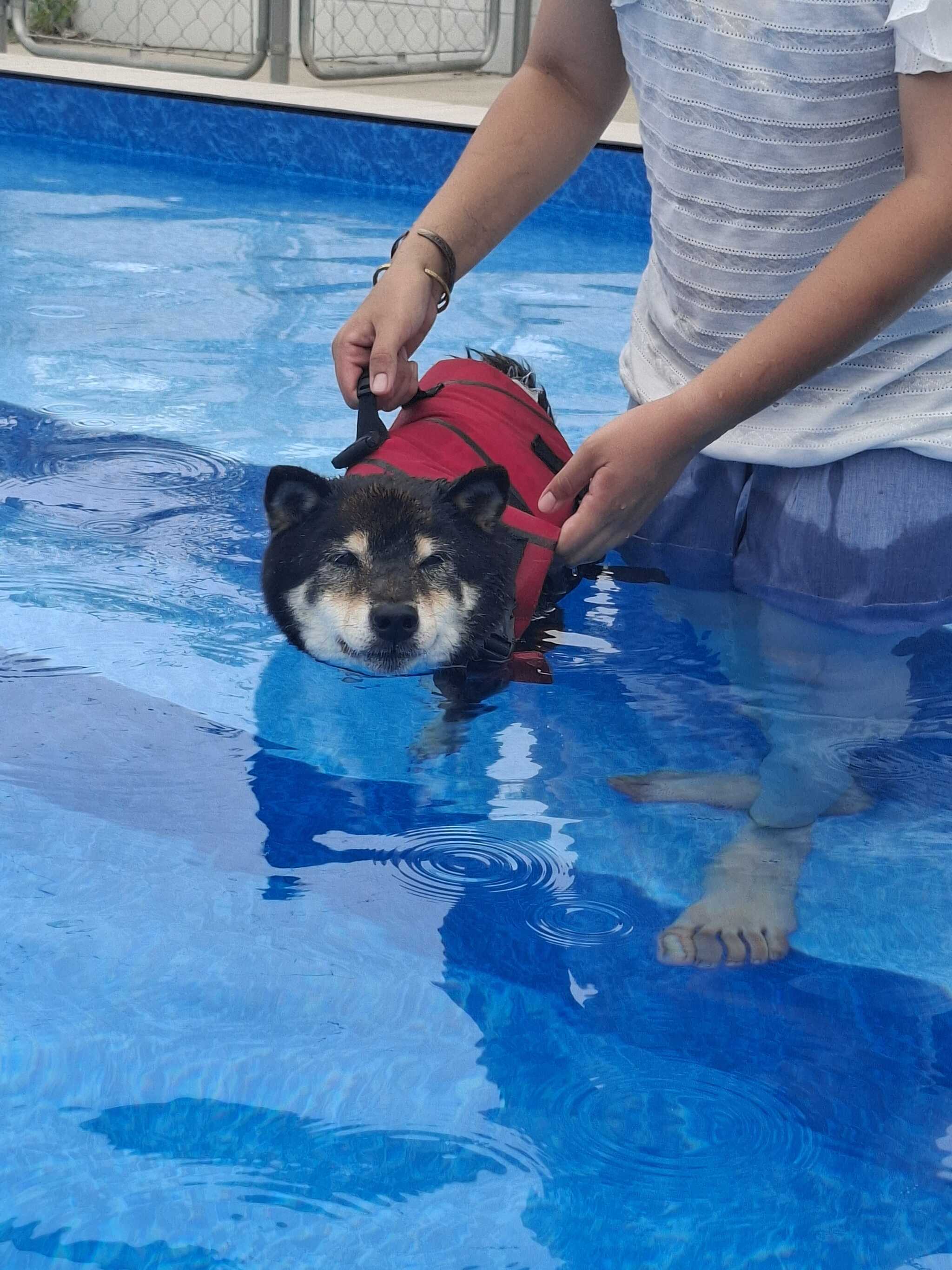 プール
