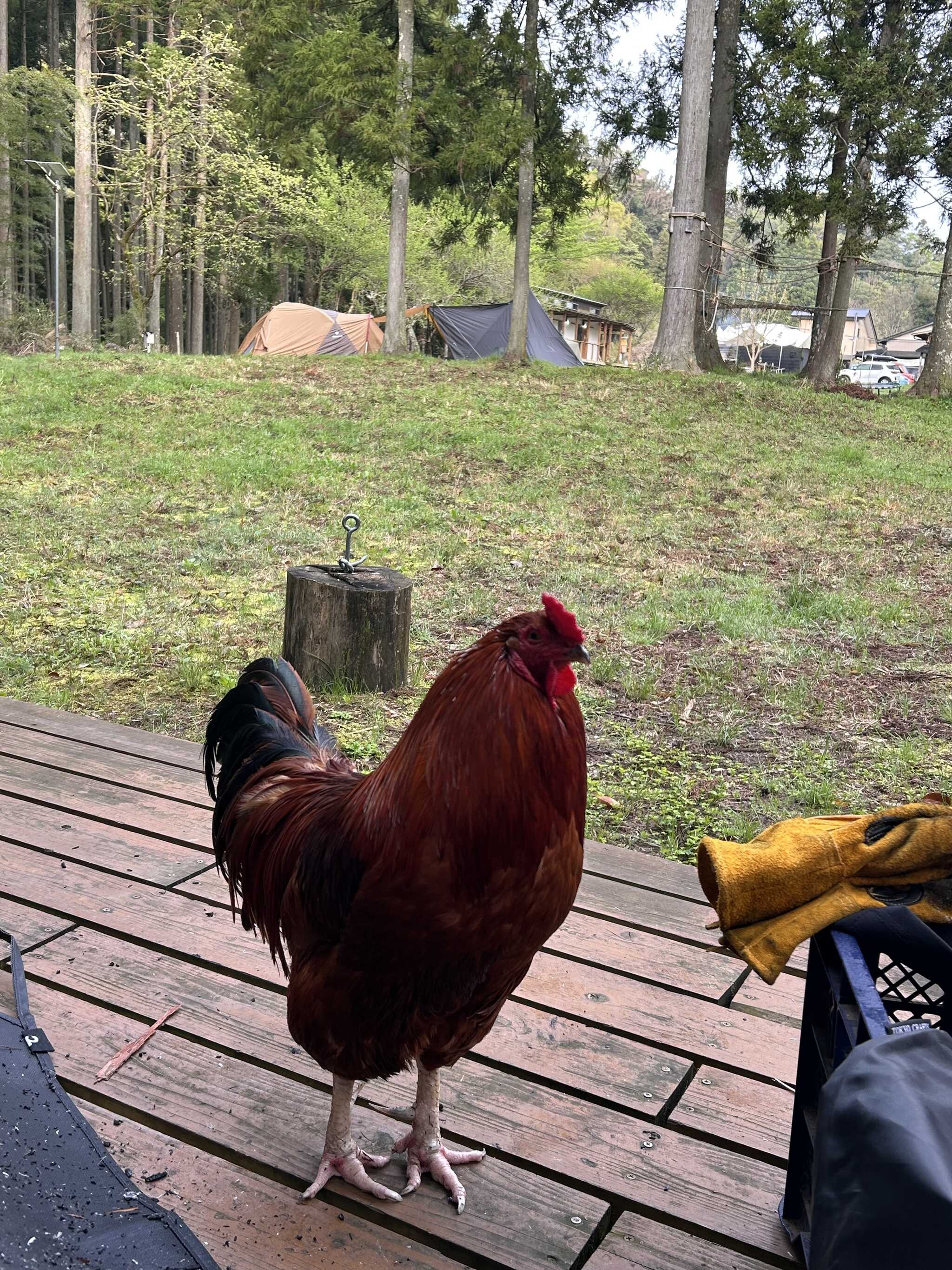 ニワトリさん