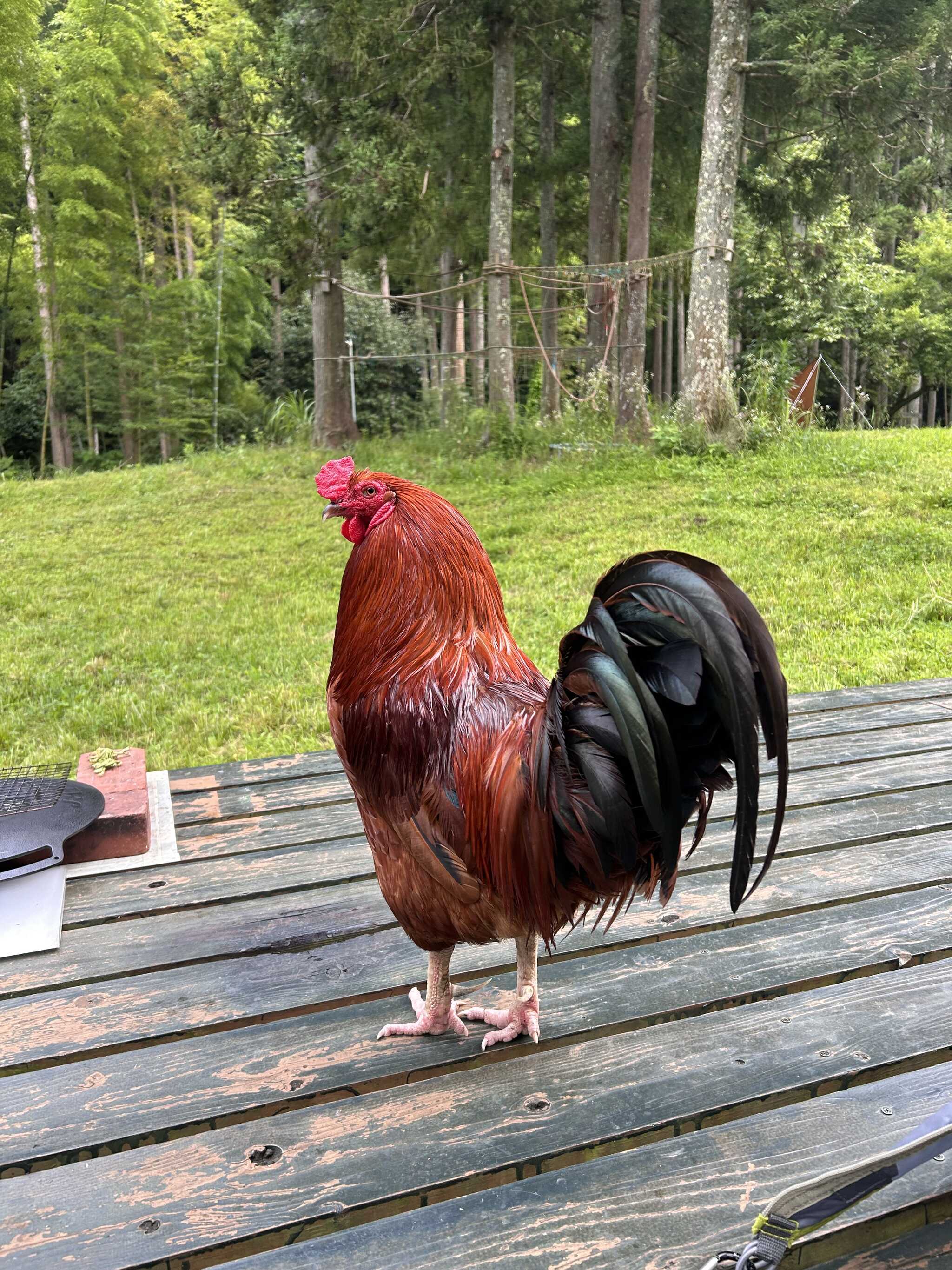 早起きのニワトリさん