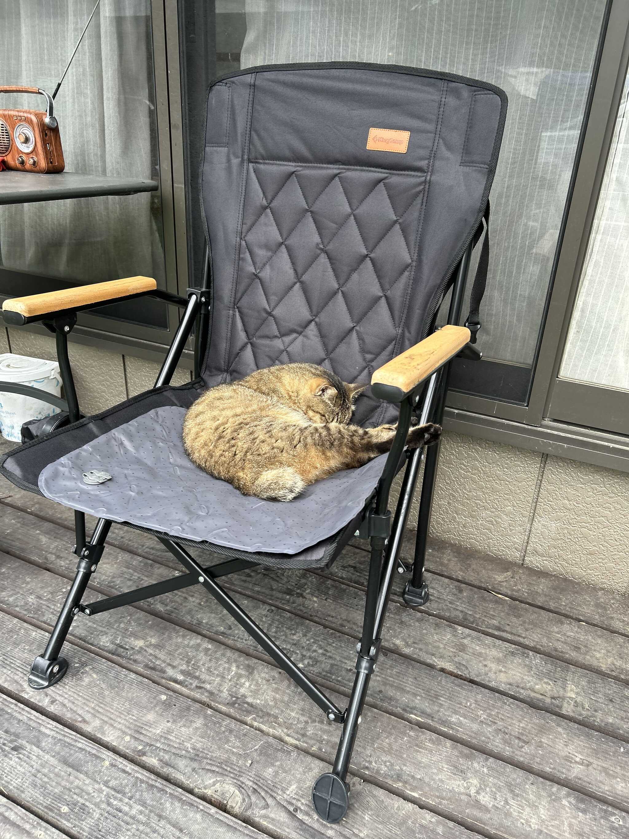 かわいい猫ちゃん