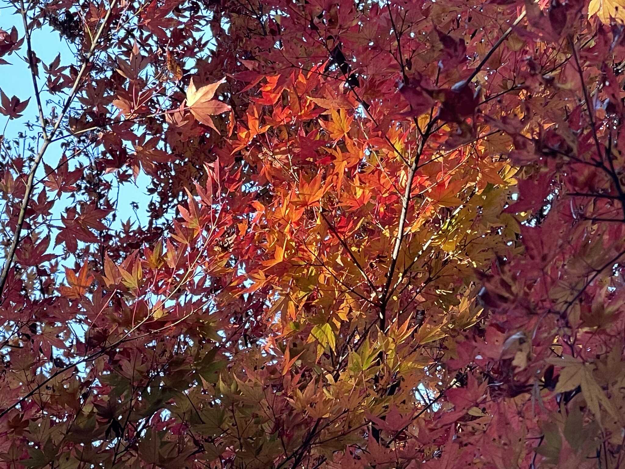 紅葉が素晴らしい