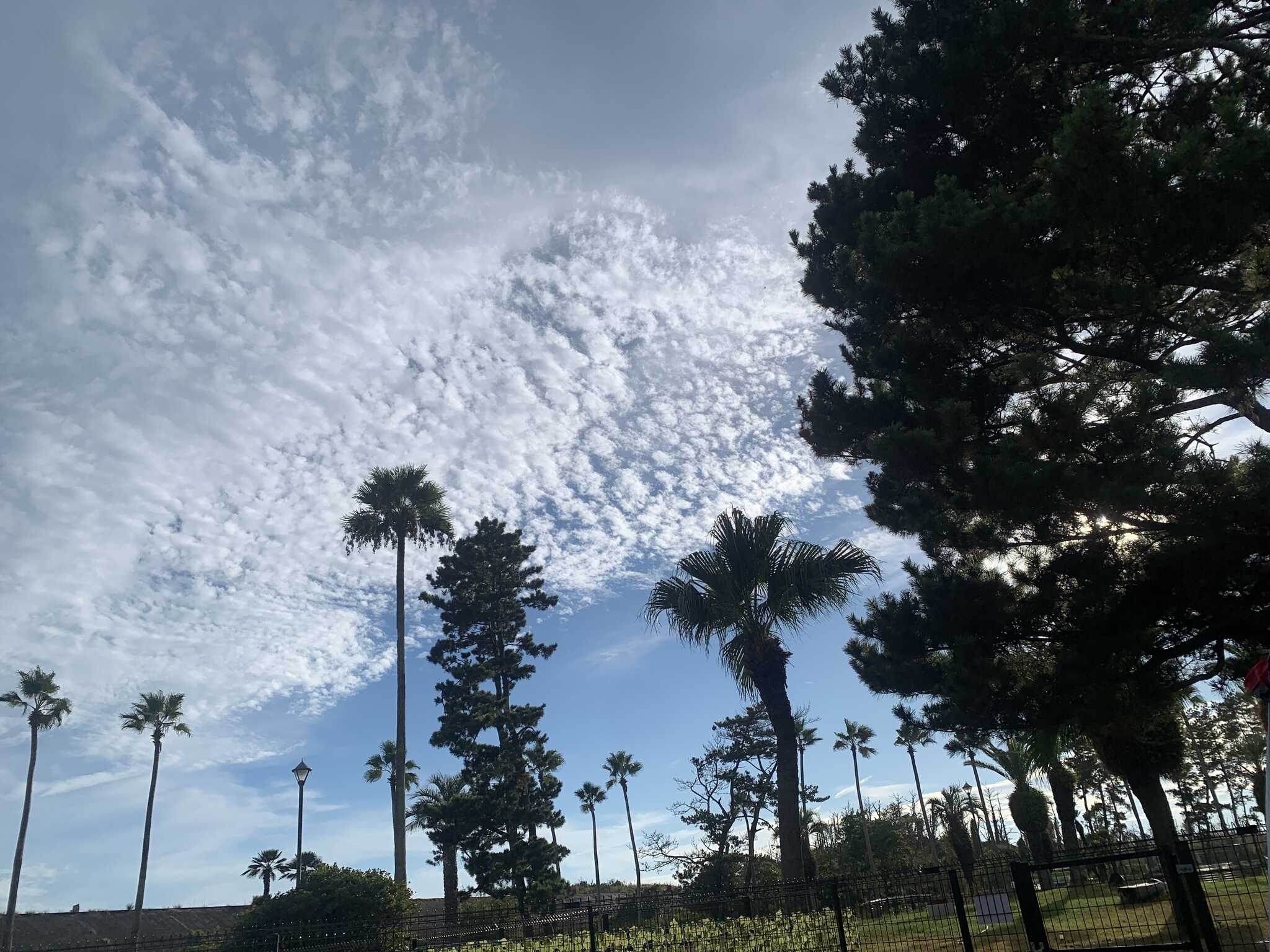 サイトからみた木々と空