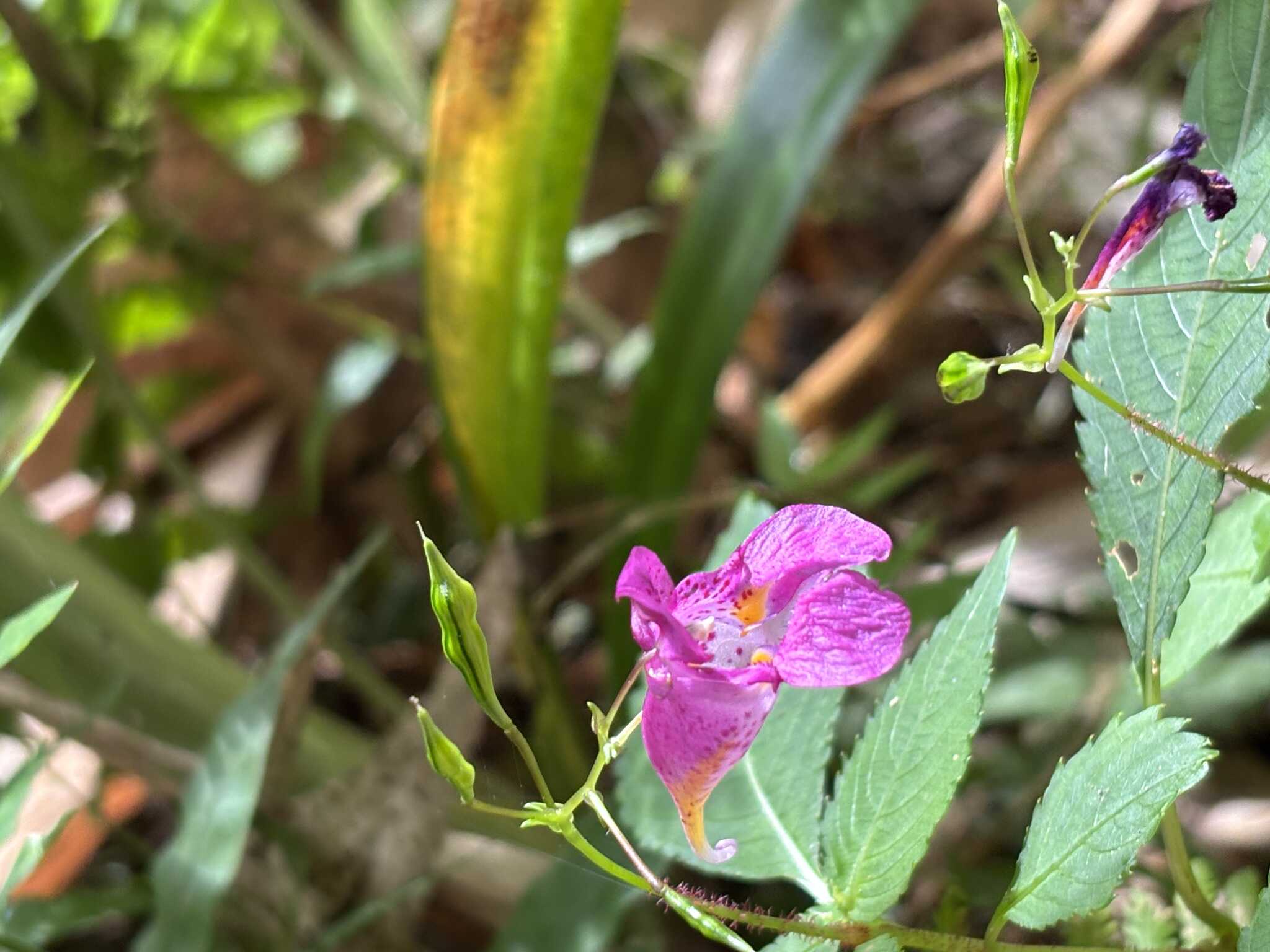 今日はツリフネソウ。初夏に訪れたら、シャガの花の絨毯に出会えるかも・・