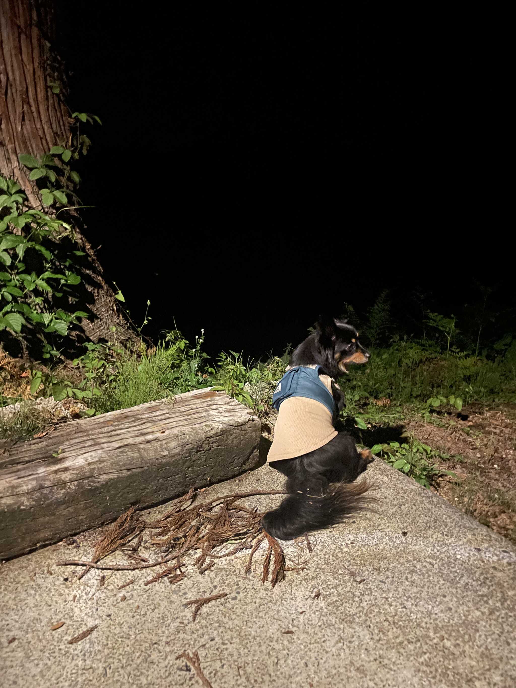 愛犬ok