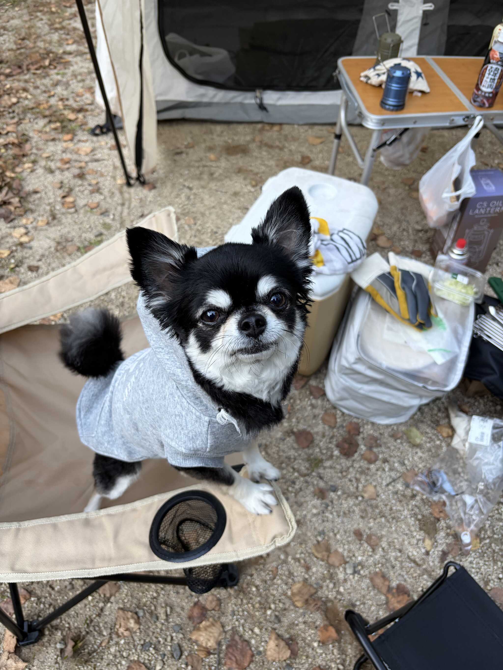 我が家の愛犬♡