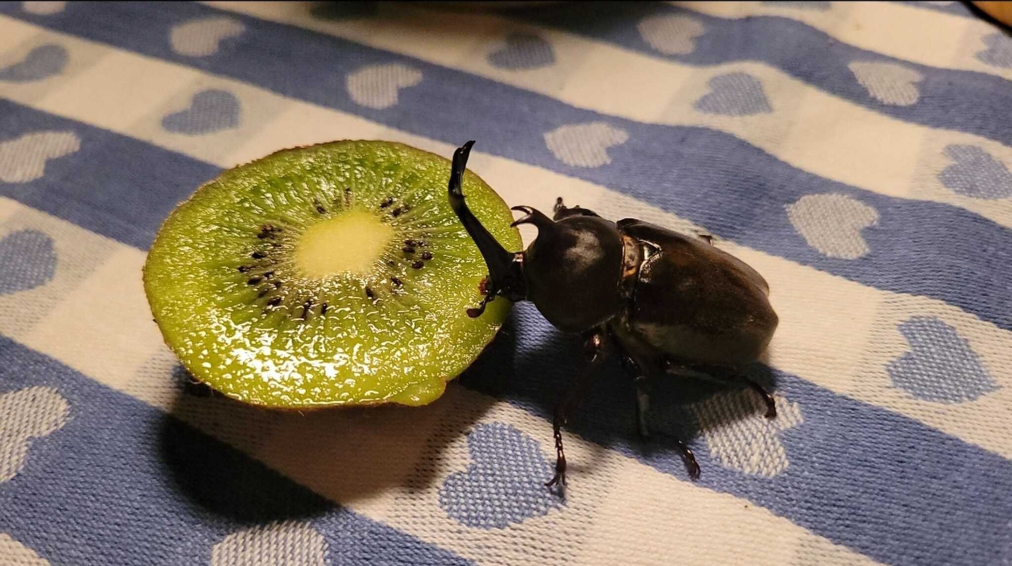 カブトムシも飛来。