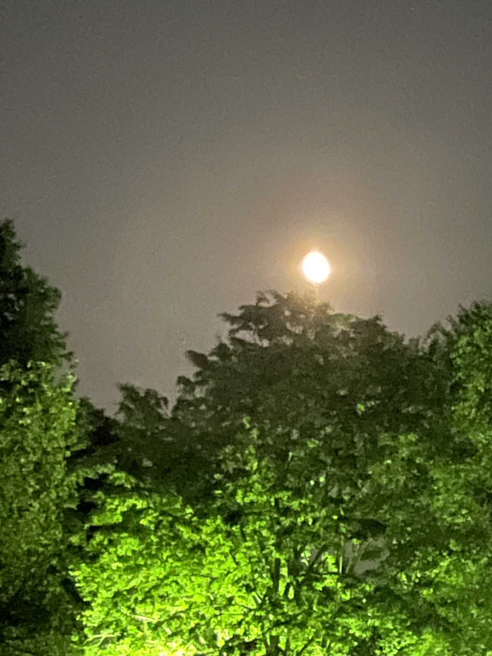 月が綺麗でした