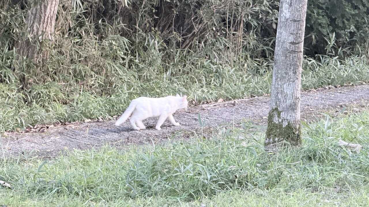 猫さんが居ます。ゴミをやられるので注意