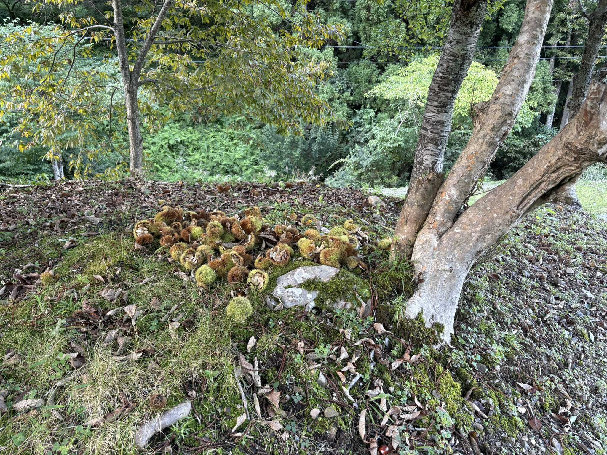 栗