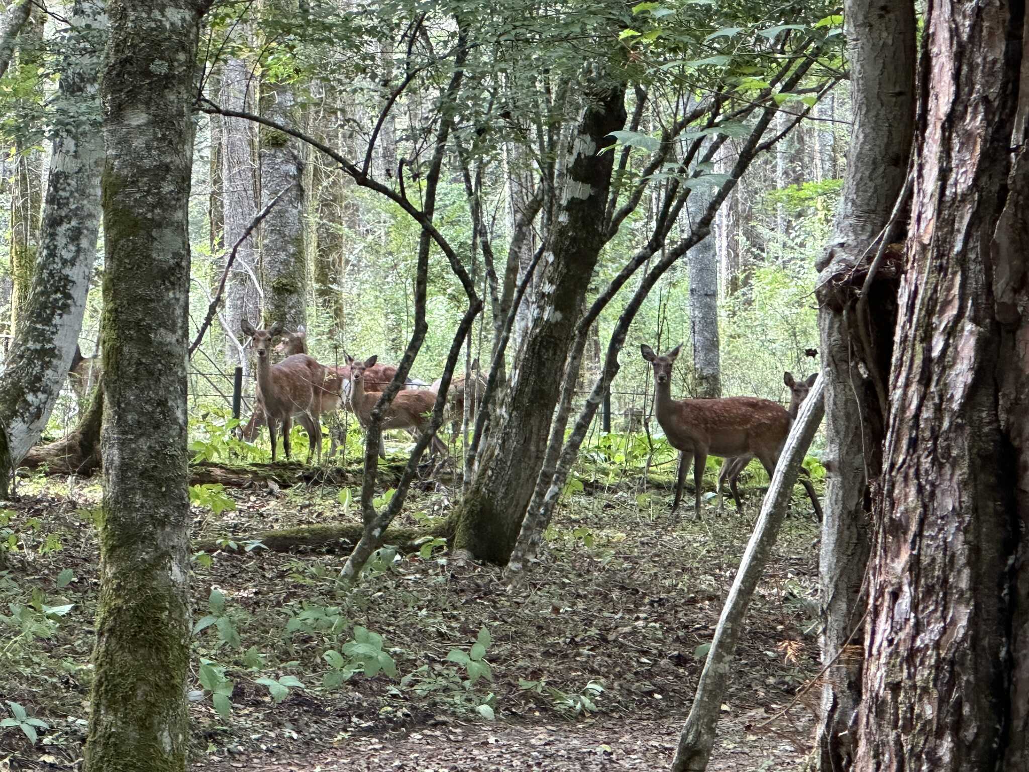 設営中にシカが来た
