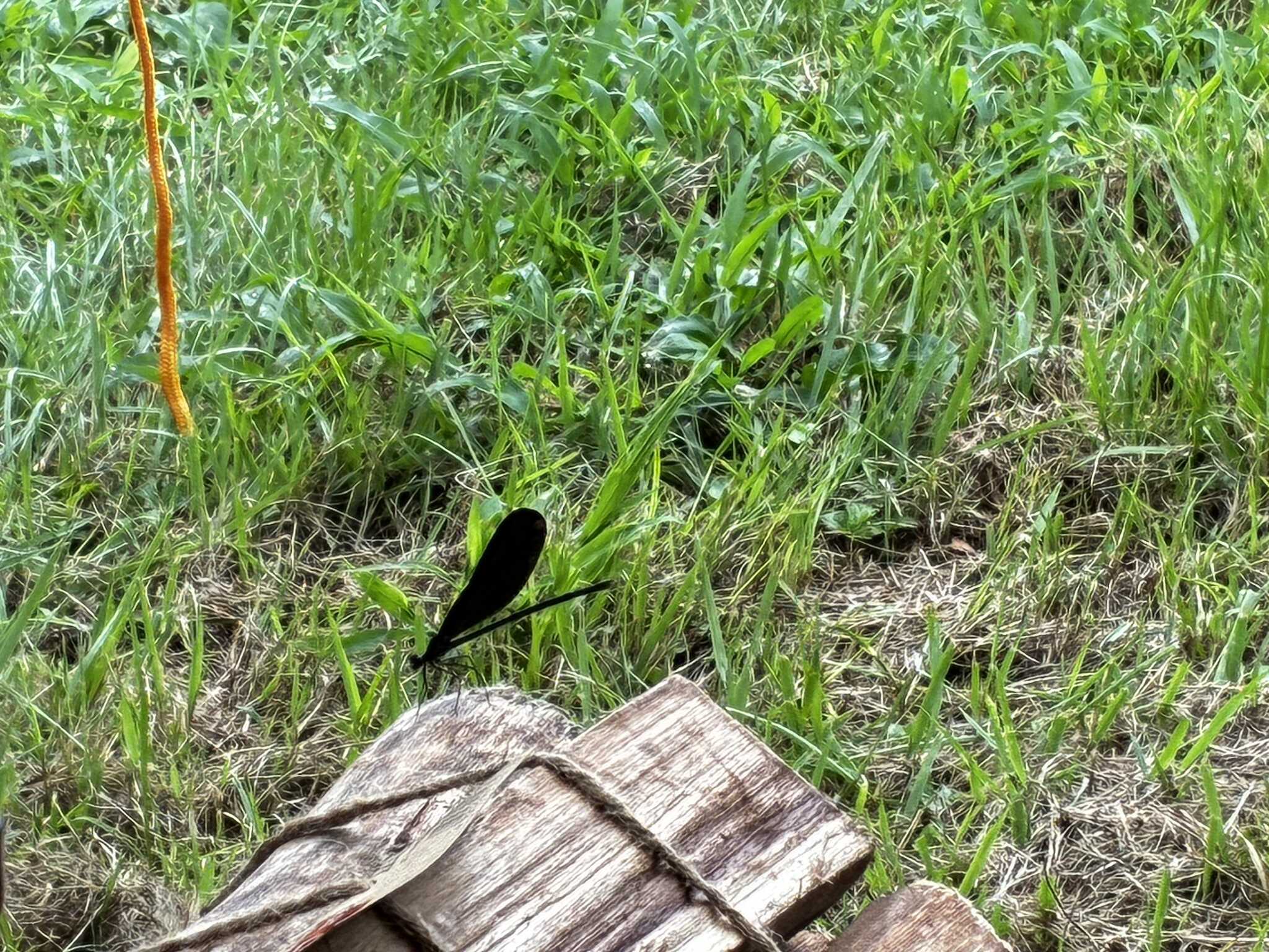 ハグロトンボが近寄ってきました