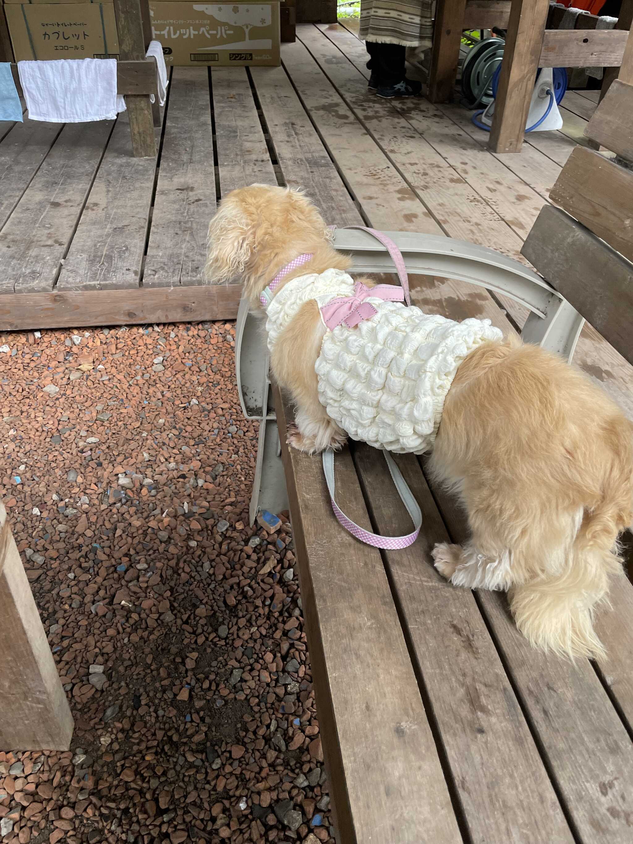 看板わんちゃん