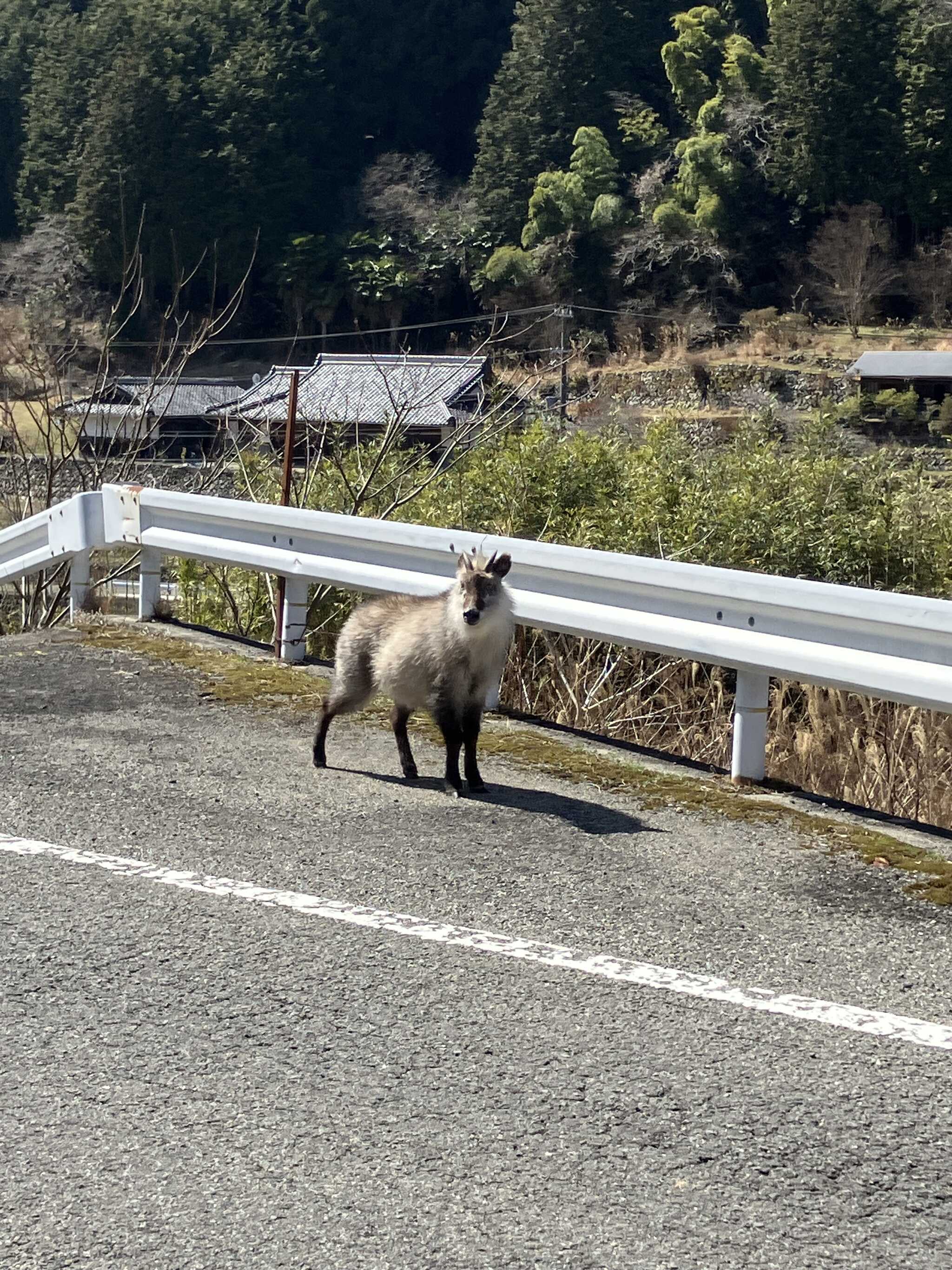 日本カモシカ