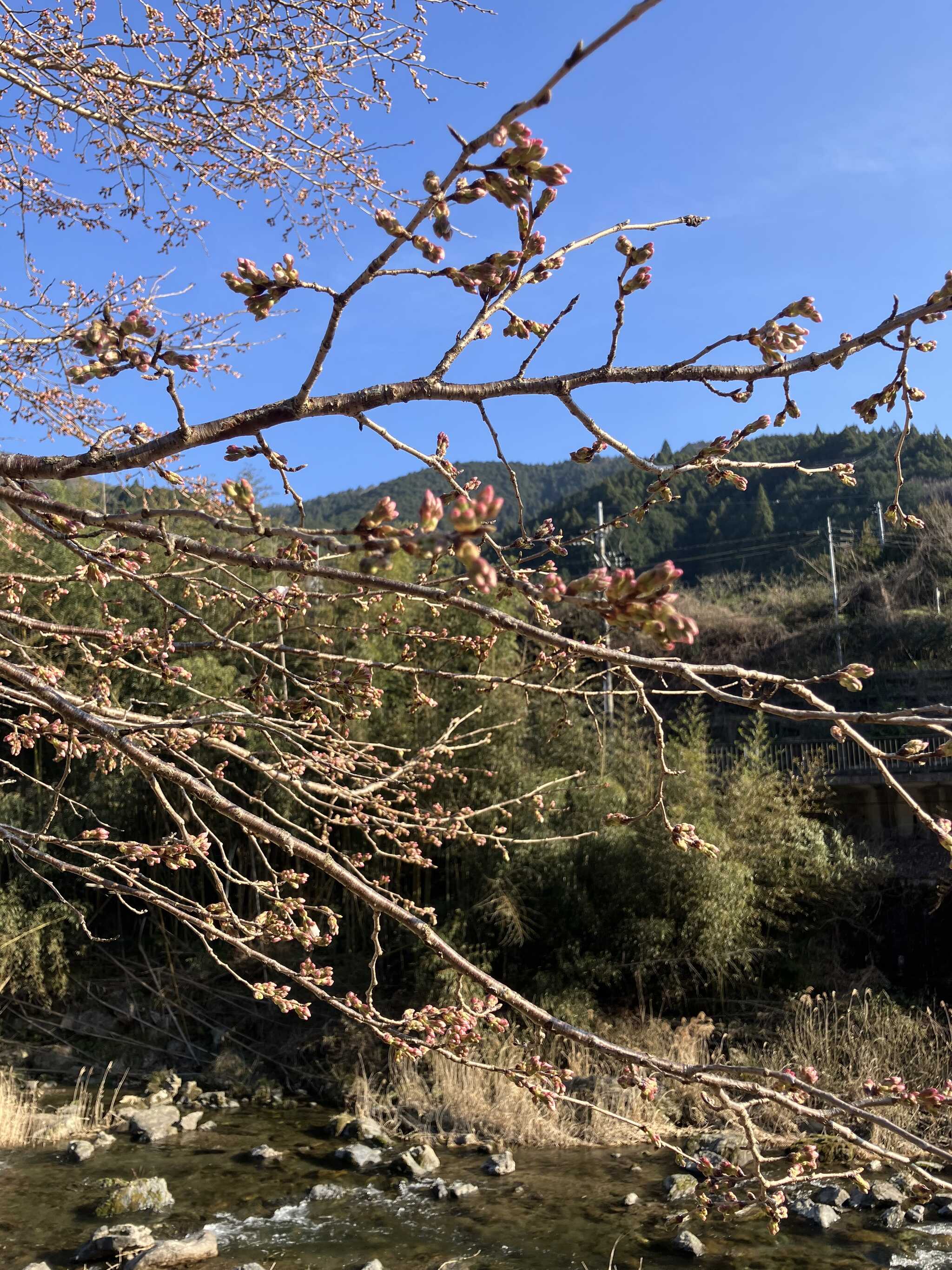 咲き始め