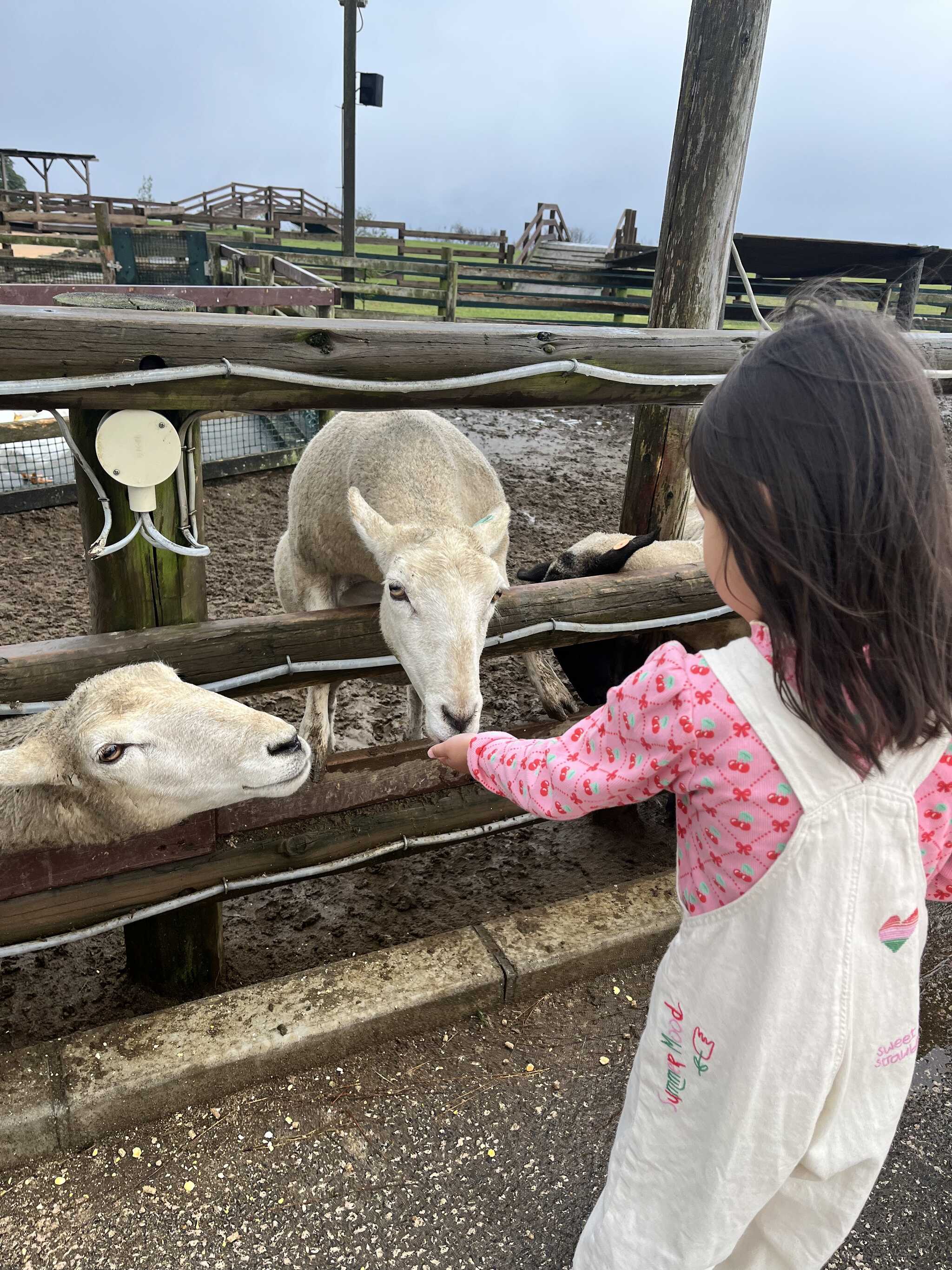 羊の餌やり
