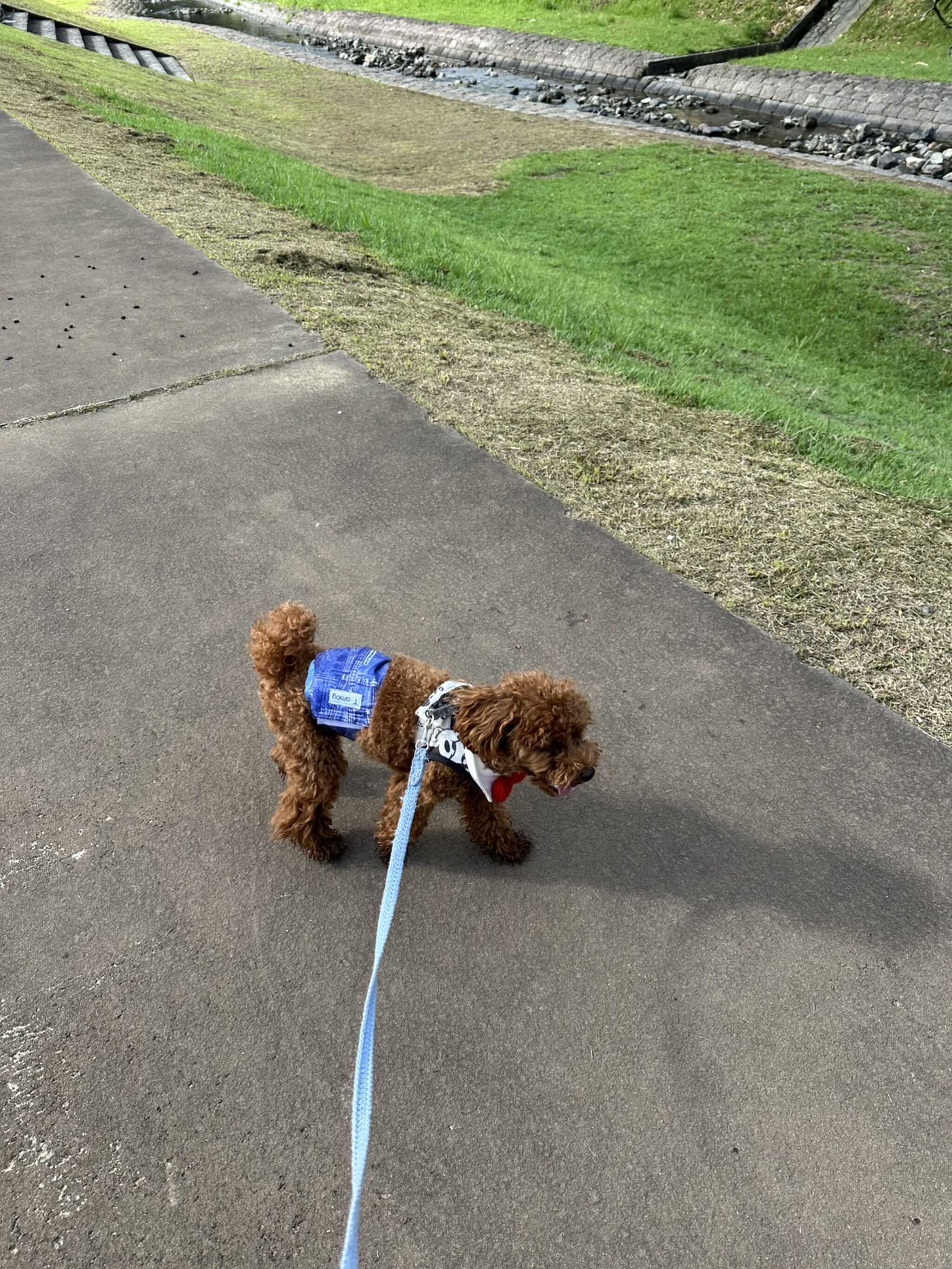 河川公園にお散歩