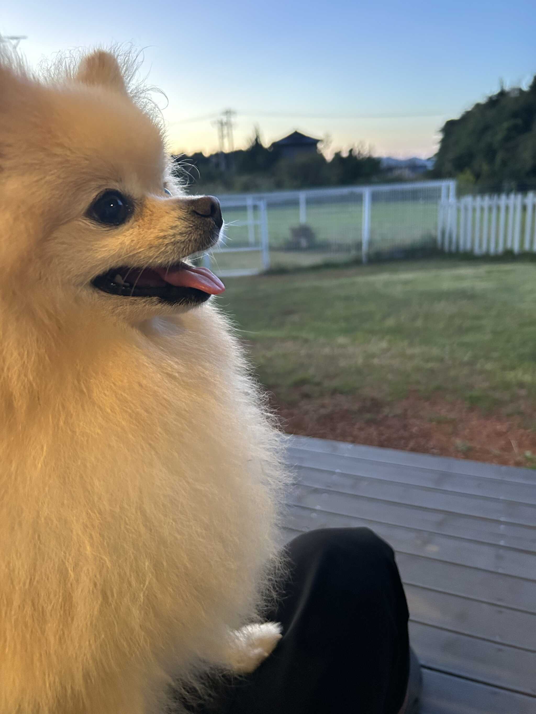愛犬も満足そうでした