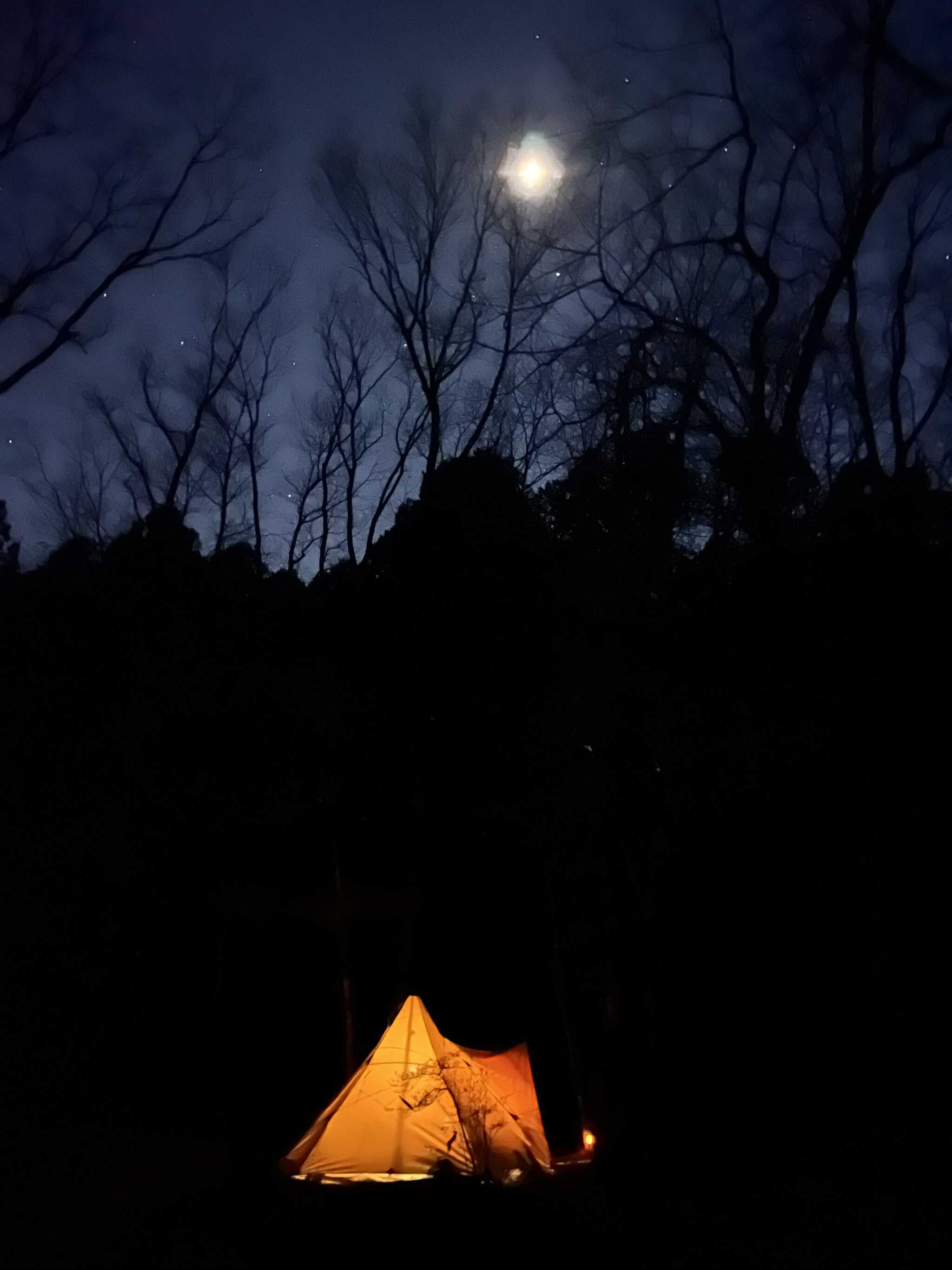 木々と星空が綺麗です