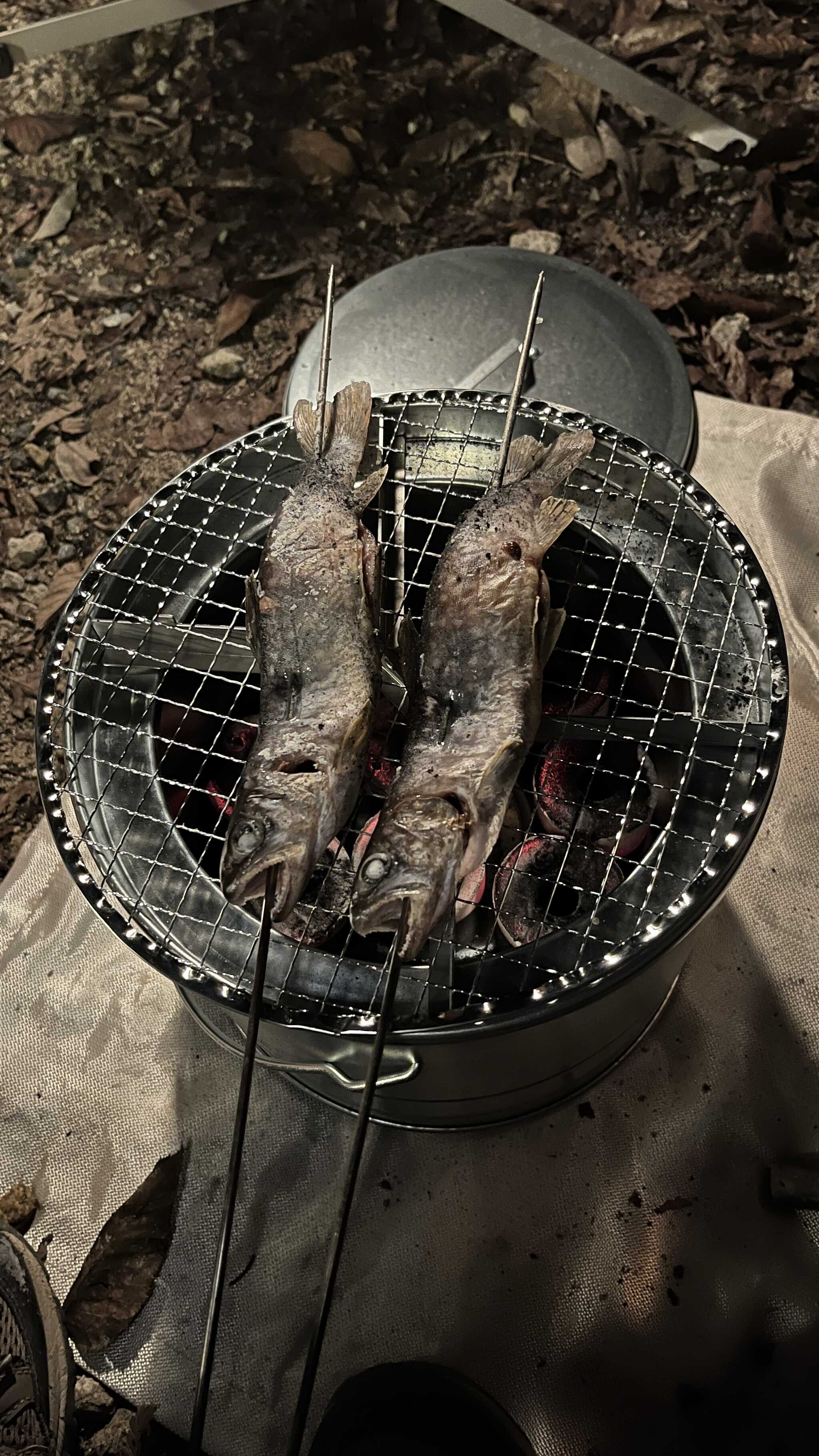 釣ったイワナ