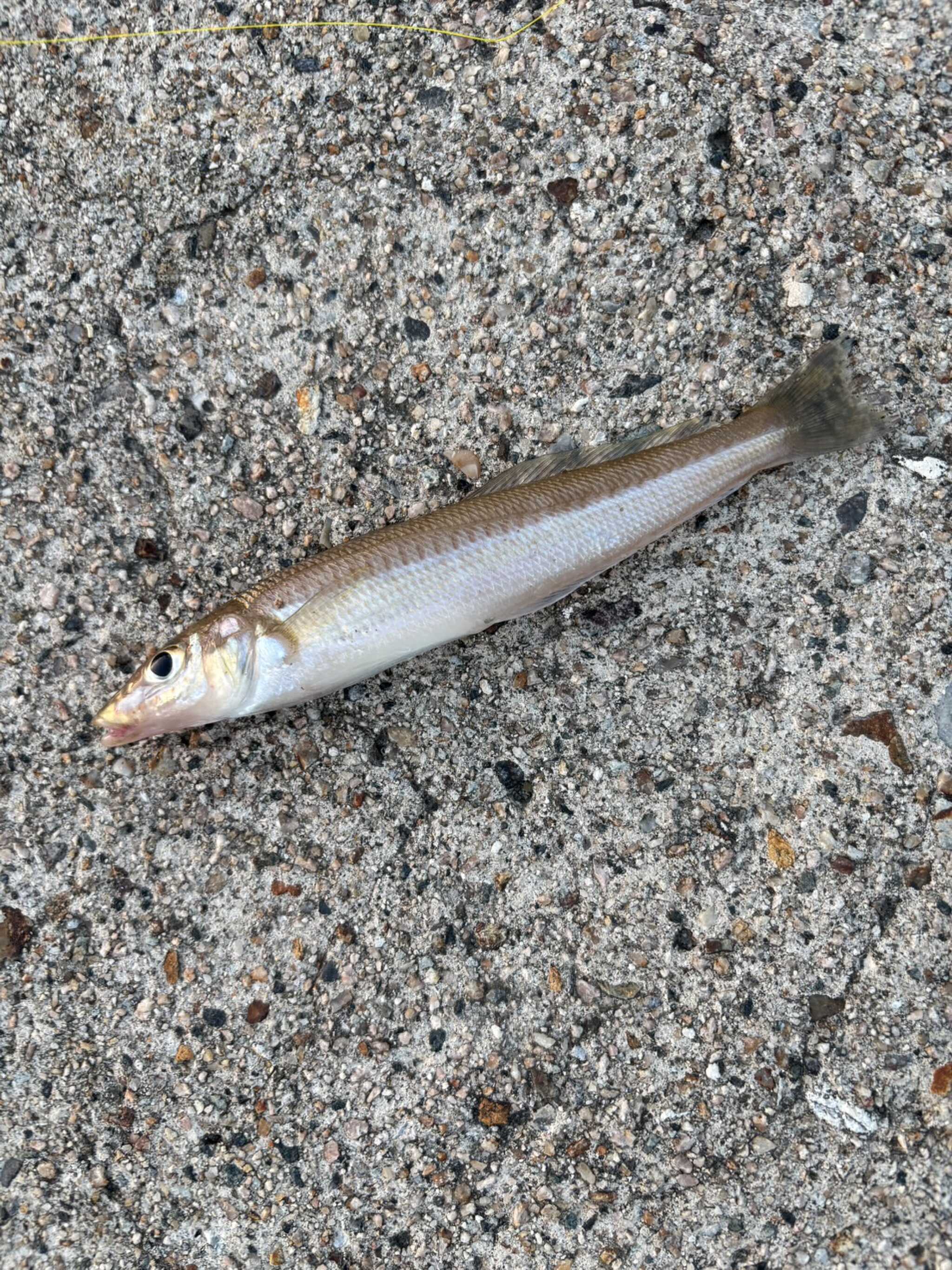 浜で釣れたキス