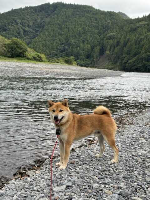 気田川と柴犬の善逸