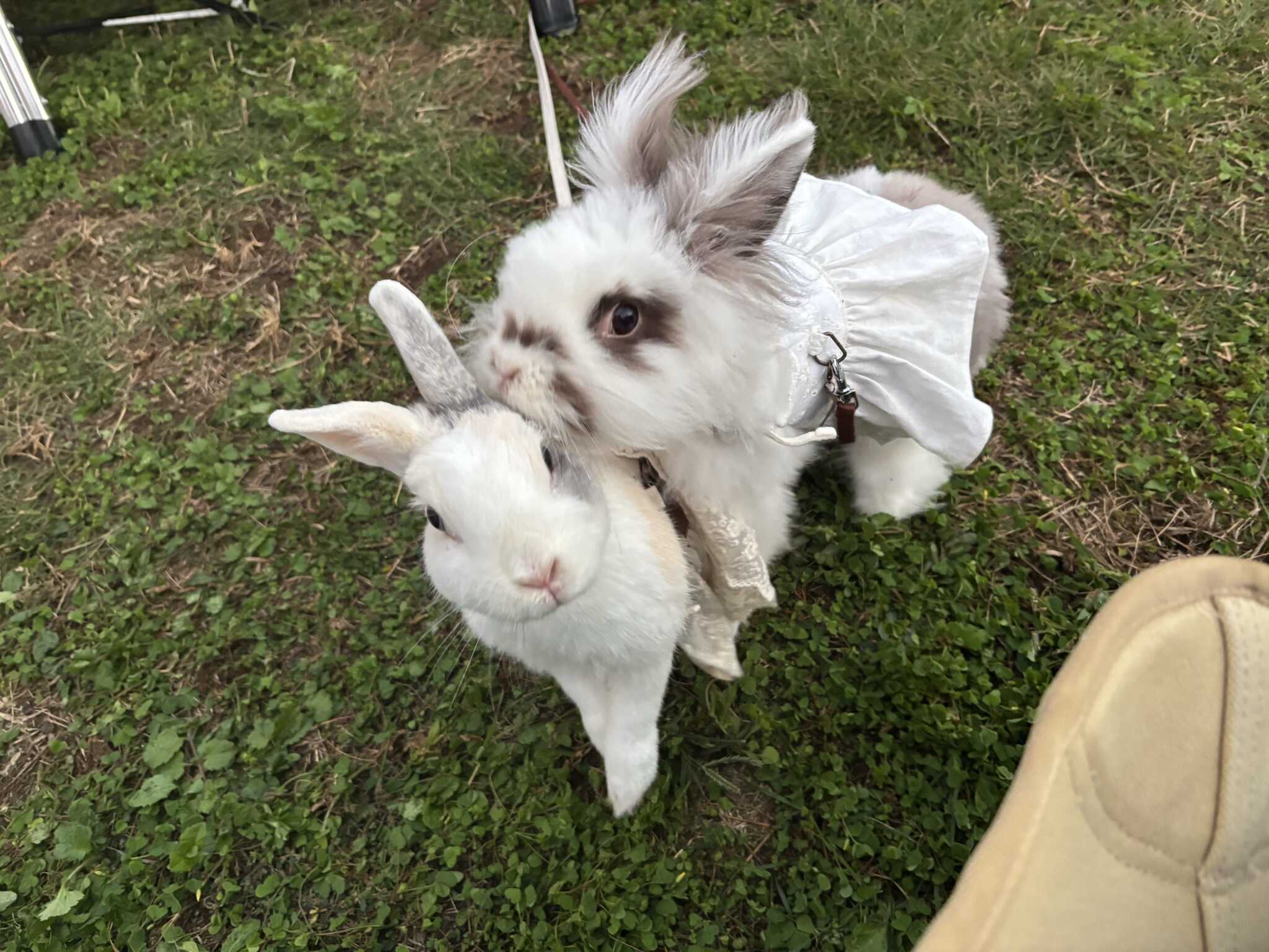 ミニウサギとライオンドワーフ②