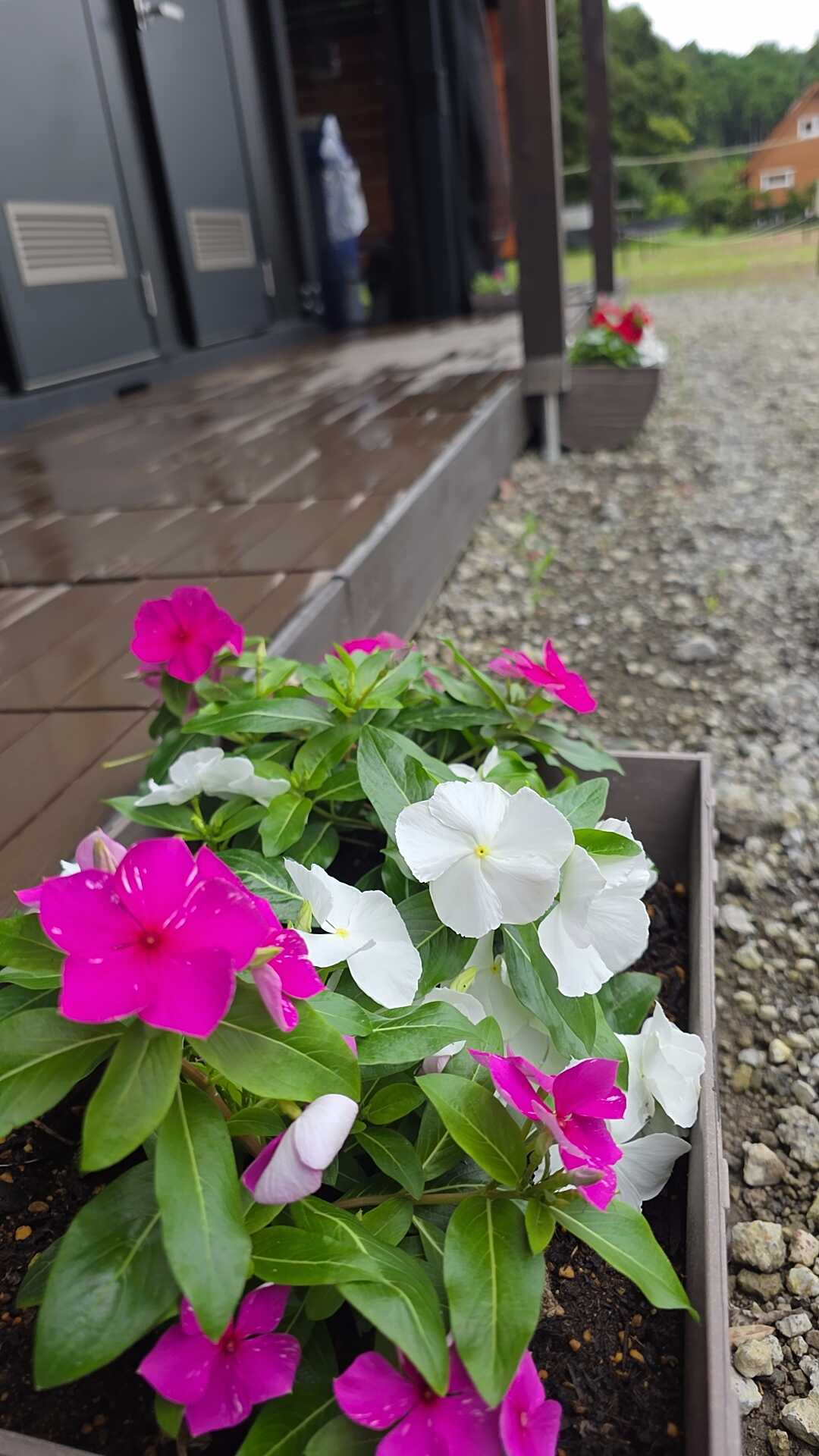 お花もきれい