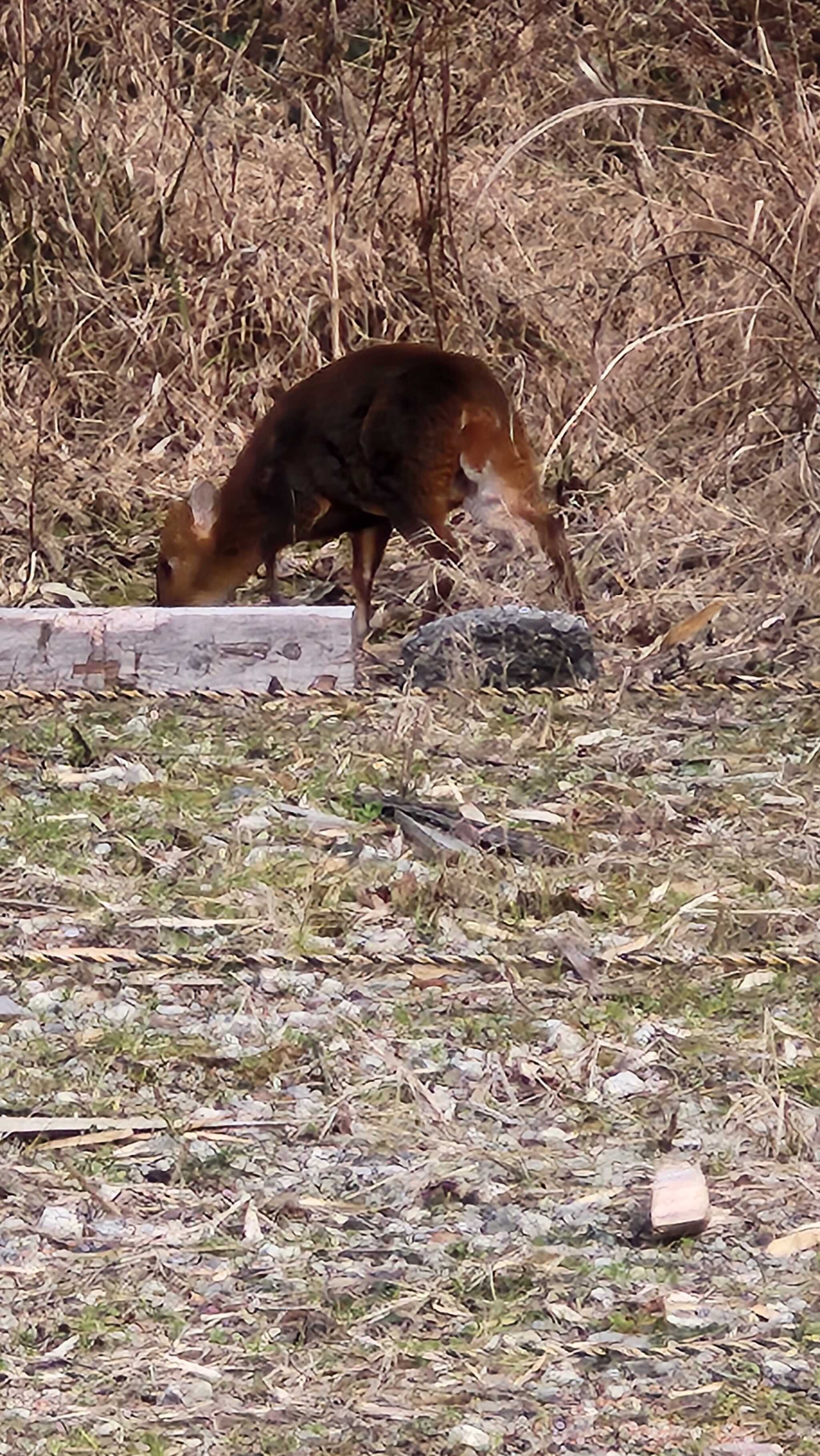 キョン