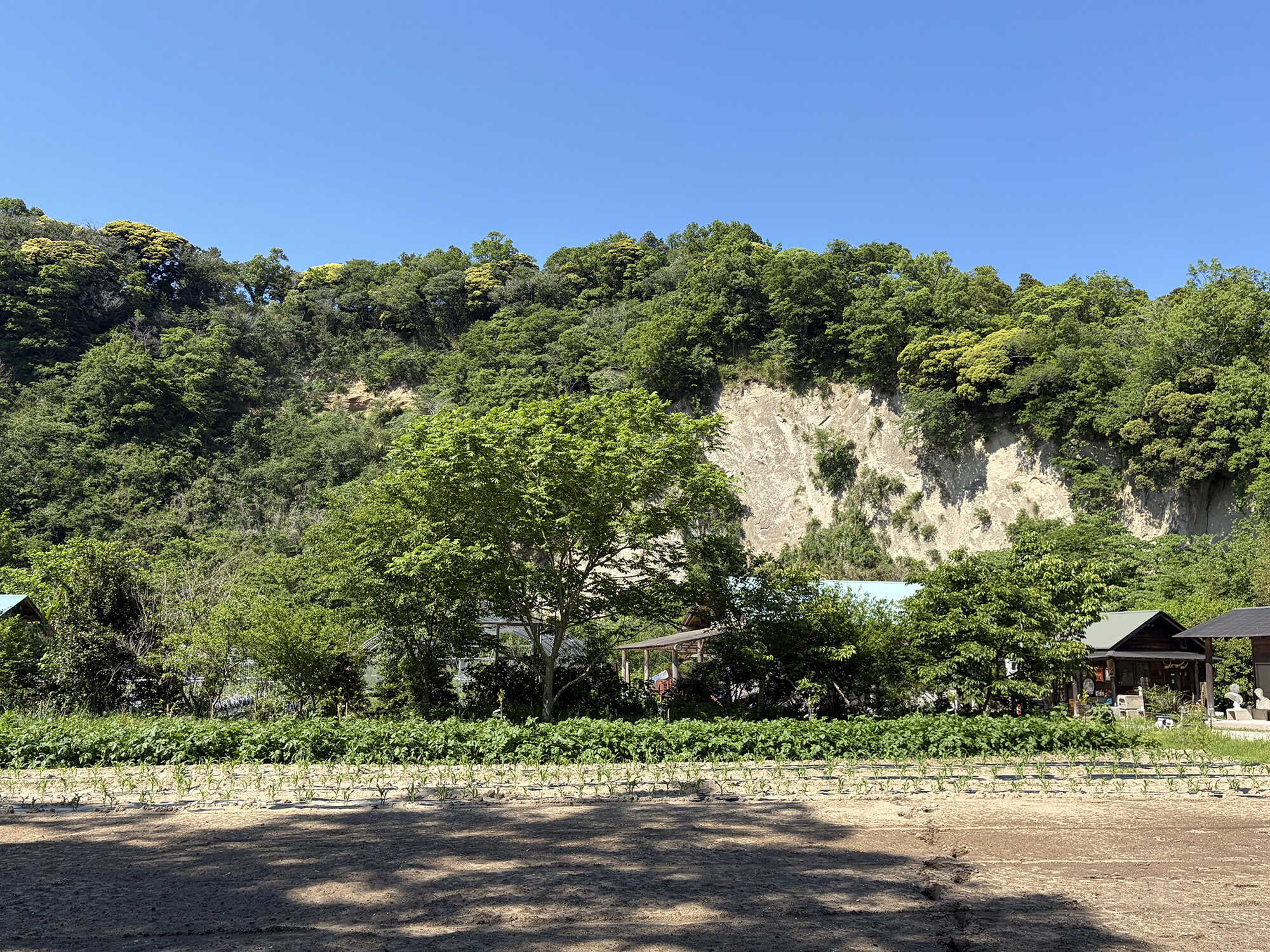 緑がすがすがしい